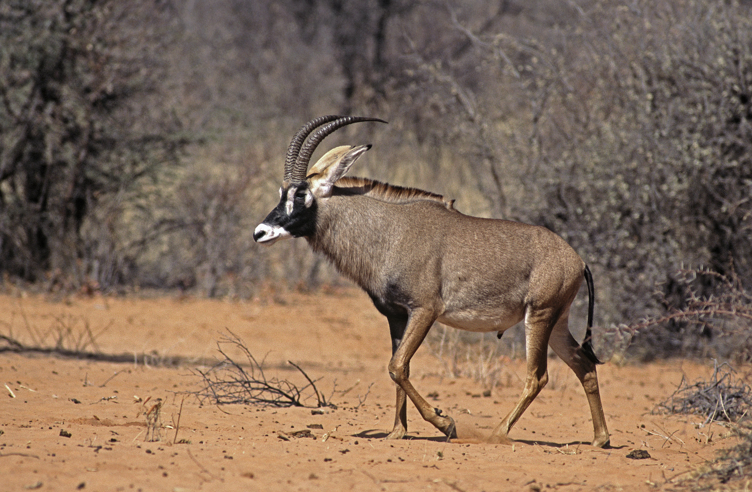 Antilope cheval