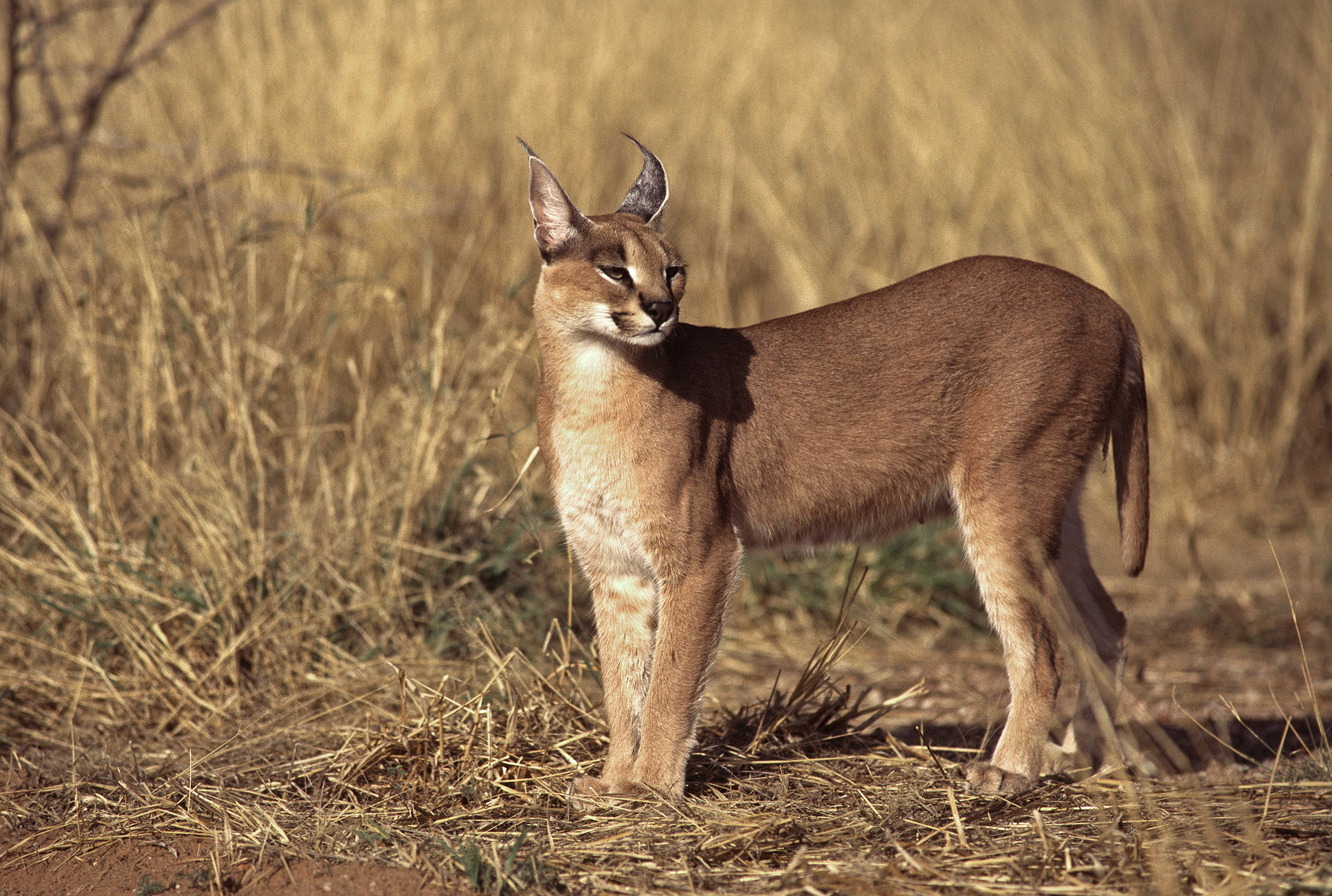 Femelle Caracal