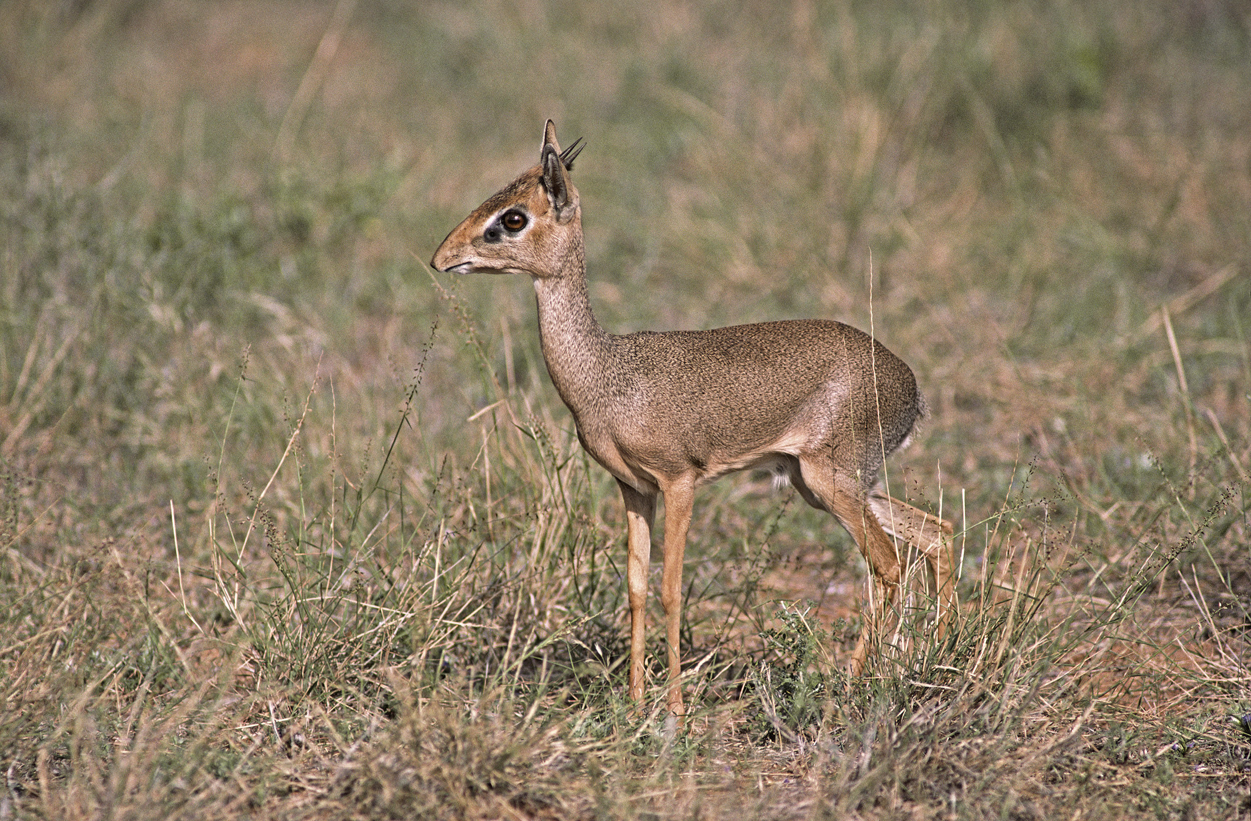 Dik-dik