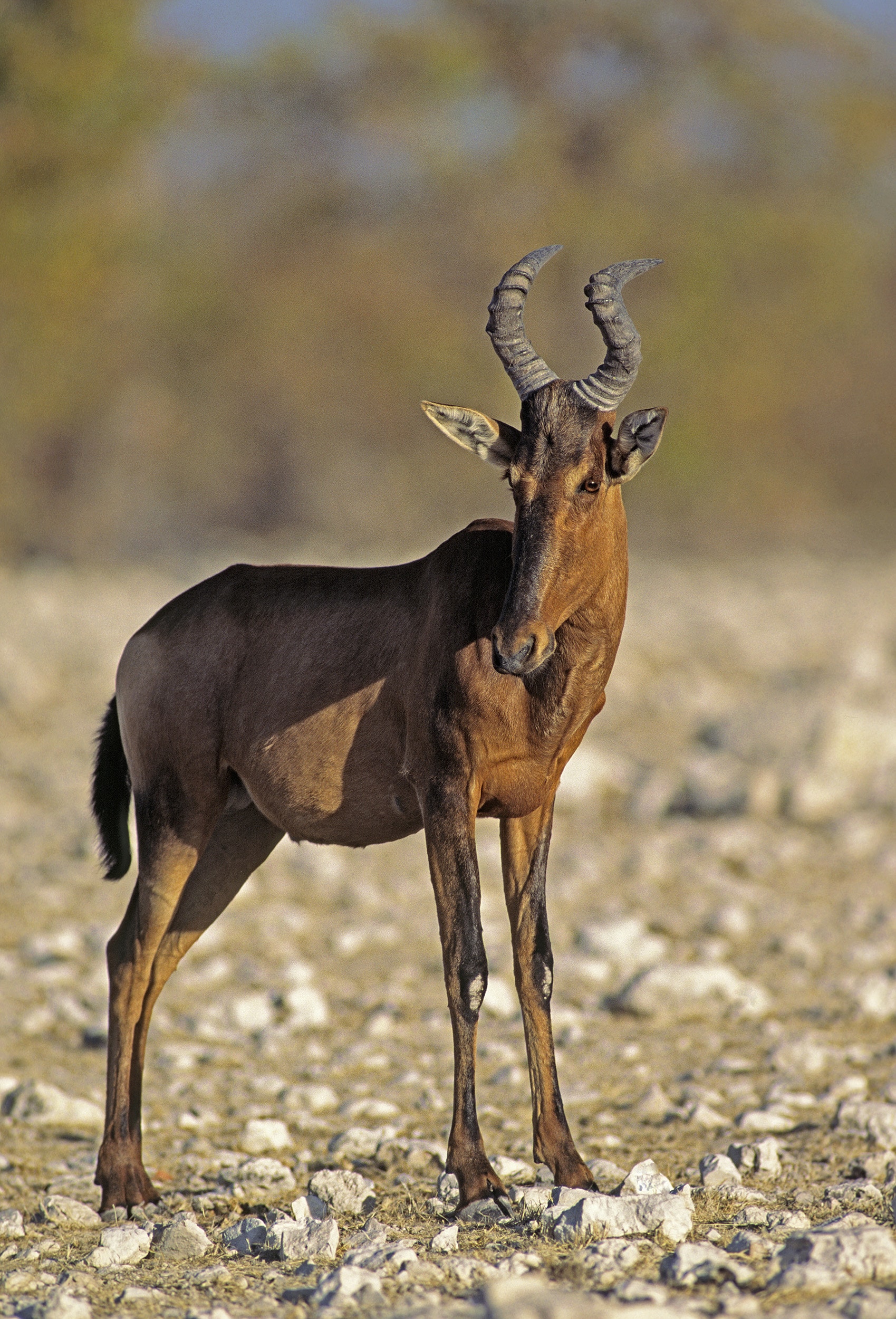 Hartebeest