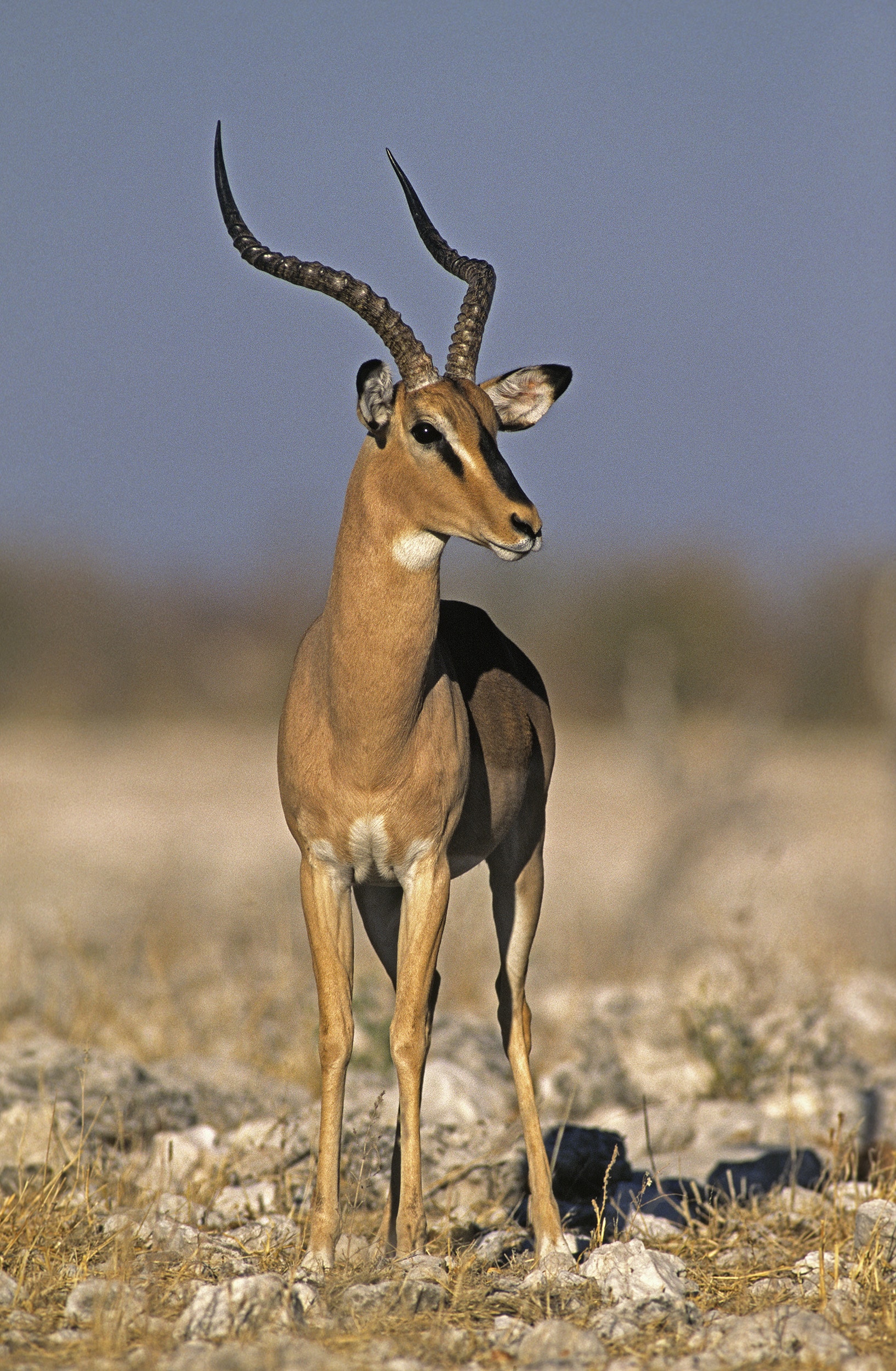 Impala