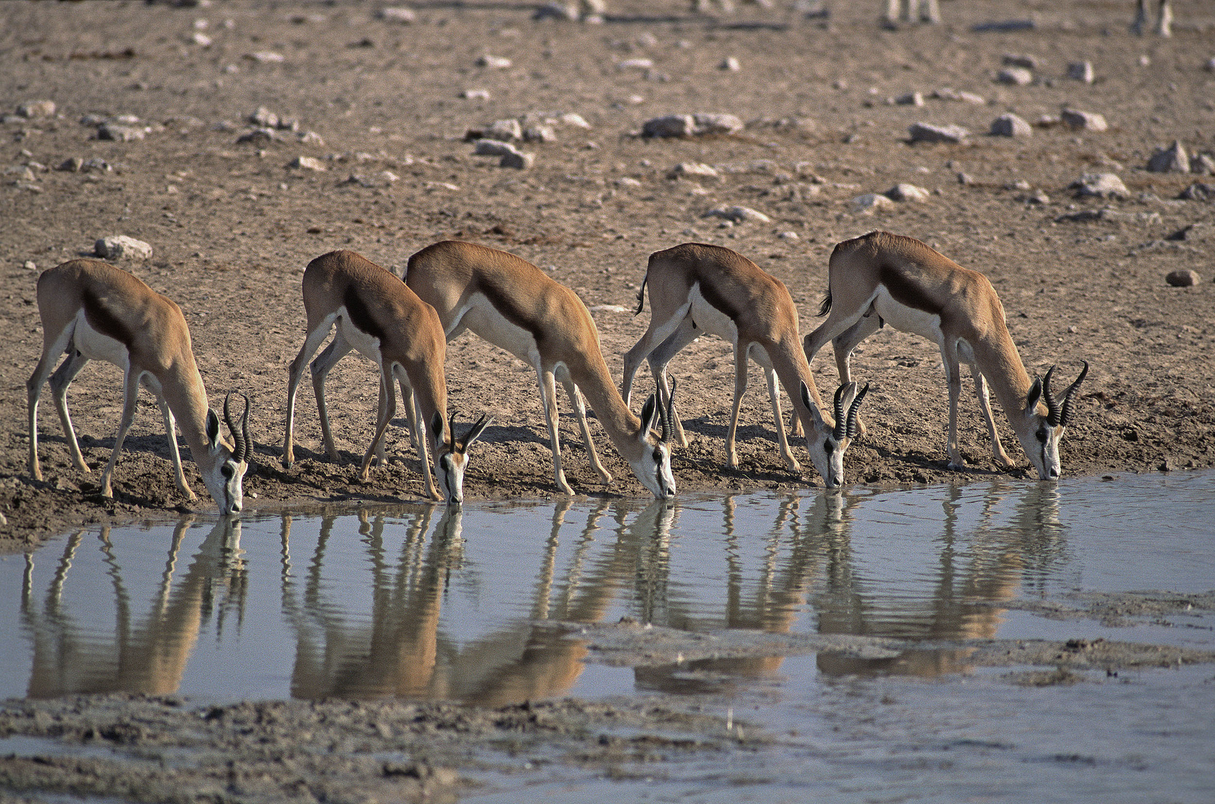 Springboks