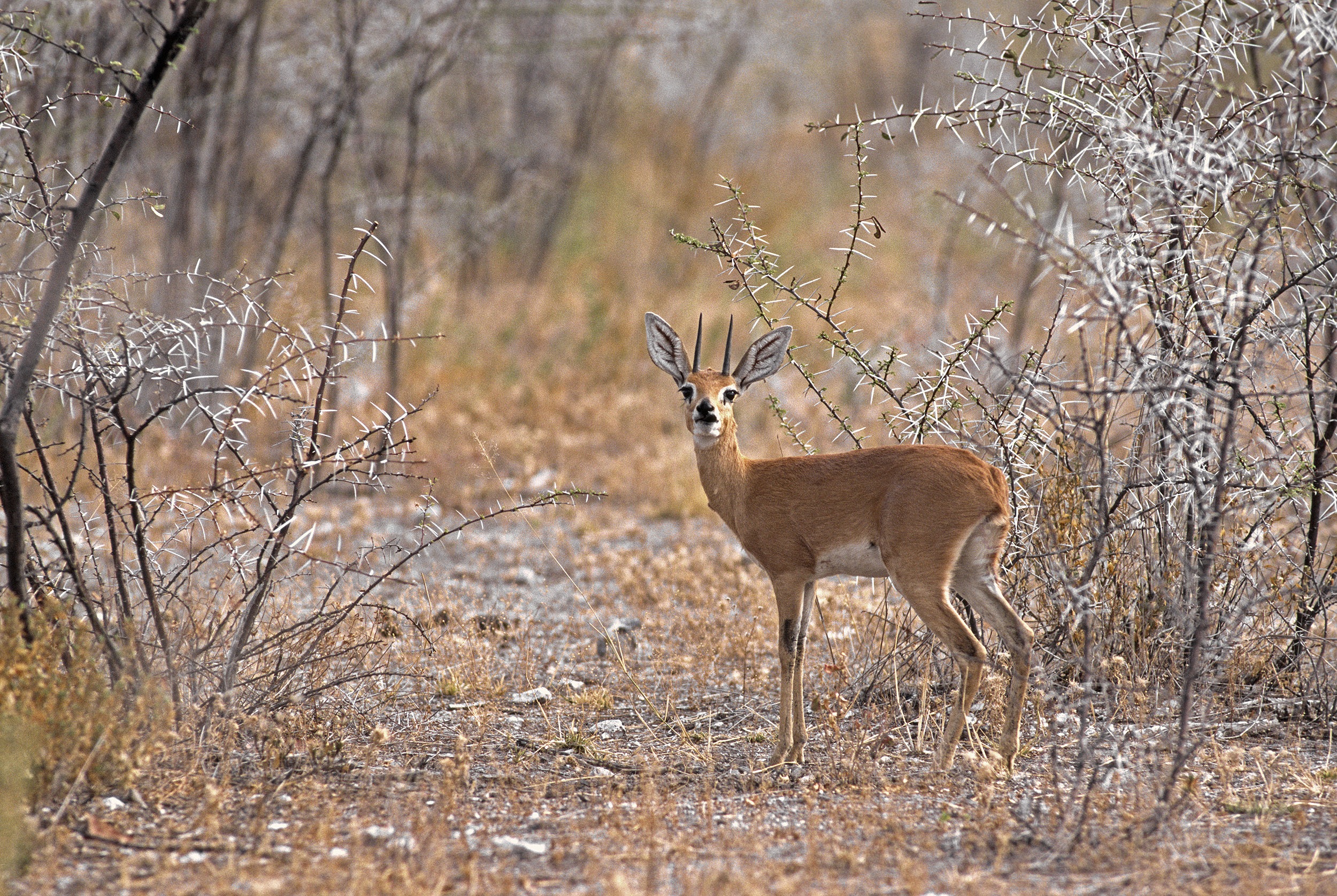 Steenbok