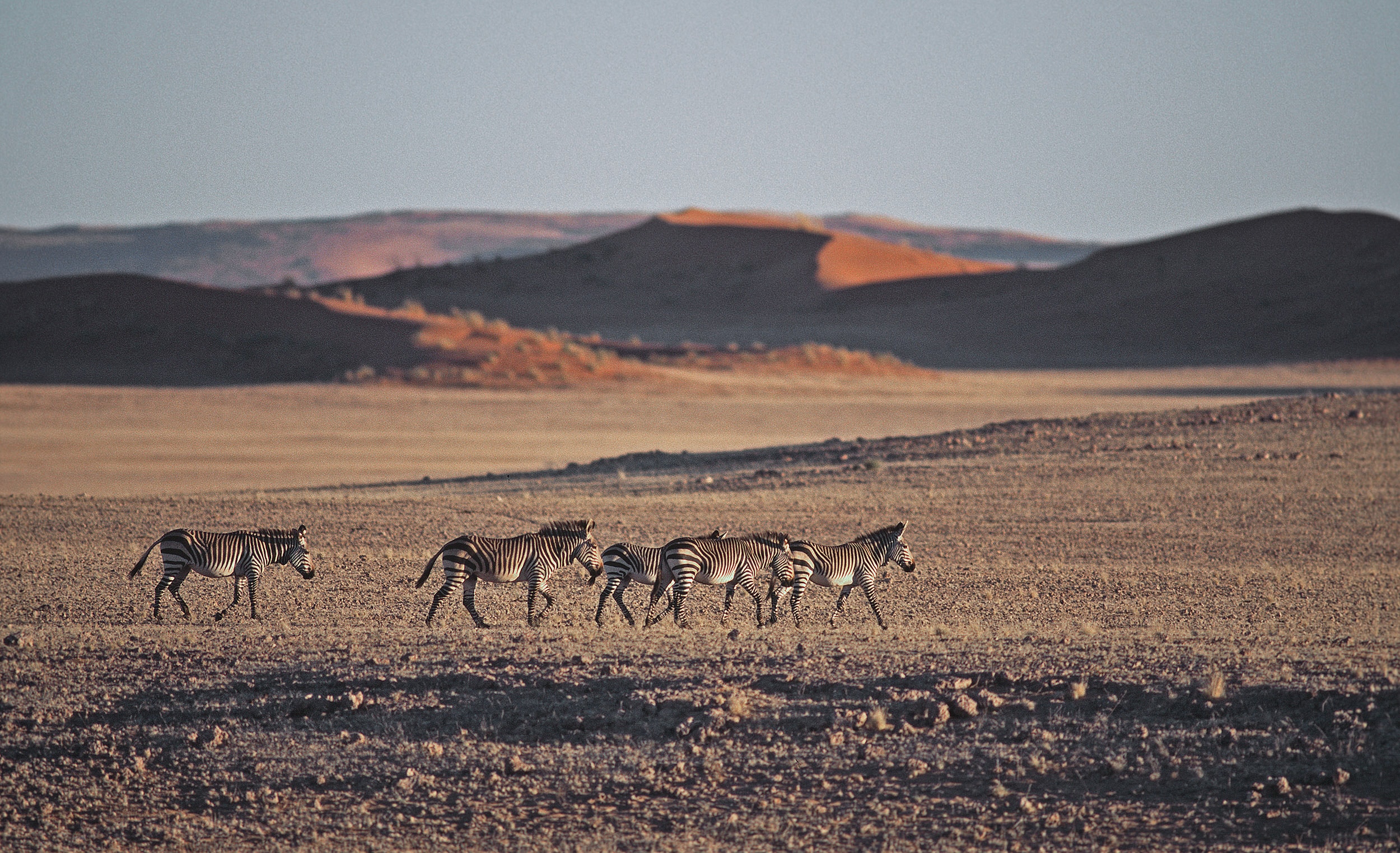 Zèbres de montagne