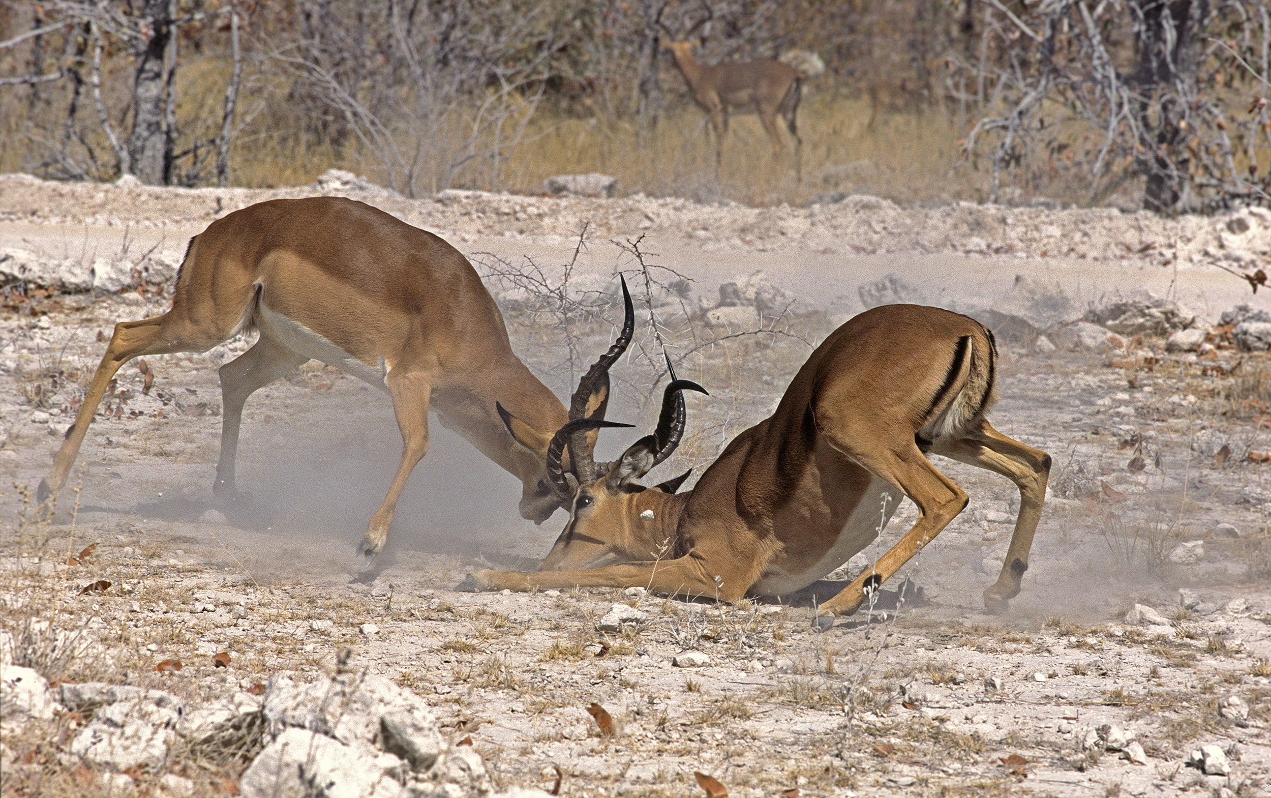 Combat d'Impalas