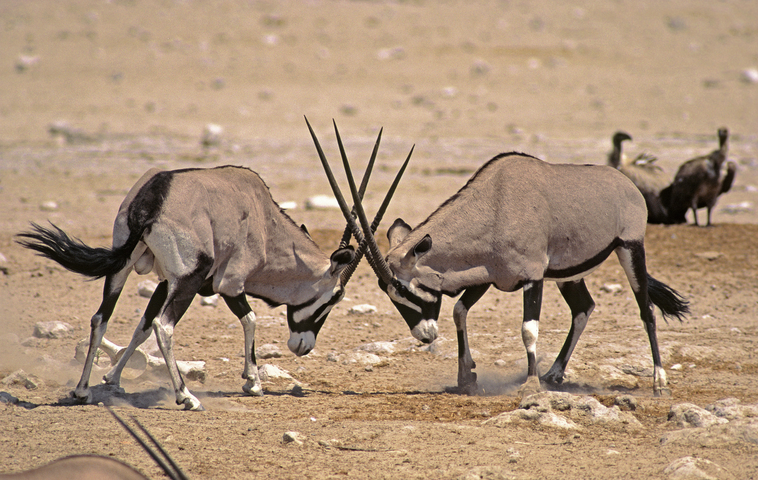 Gemsboks