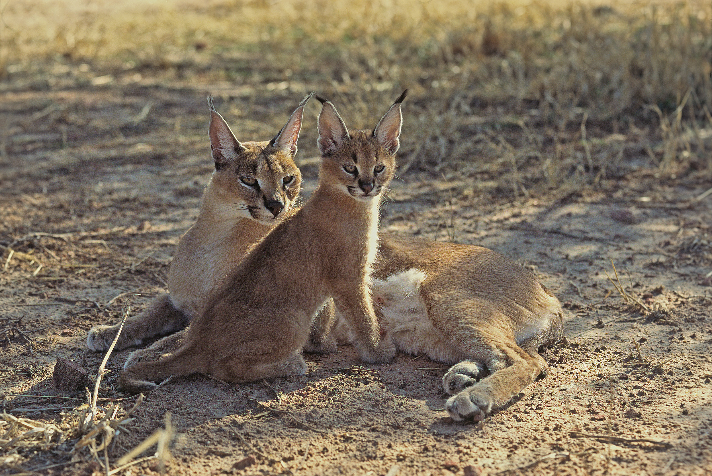 Femelle et jeune Caracal