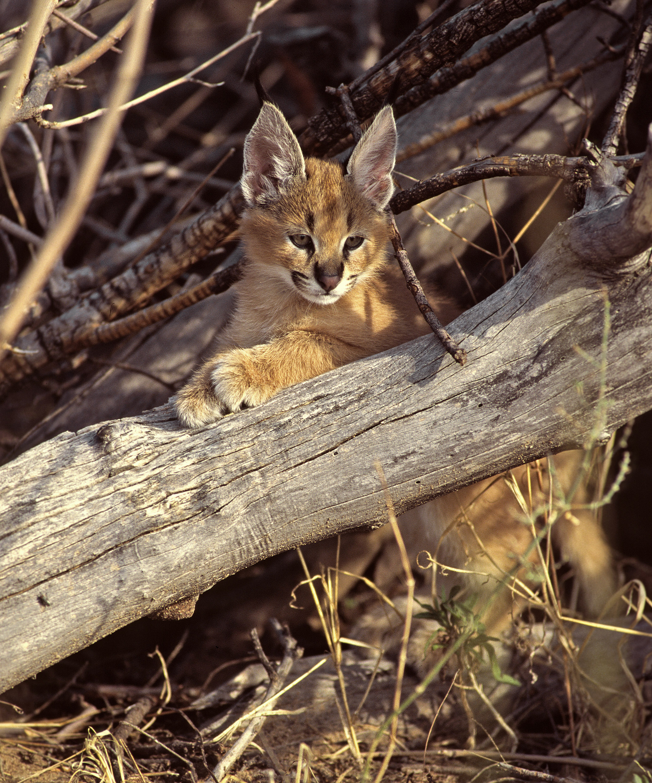 Jeune Caracal