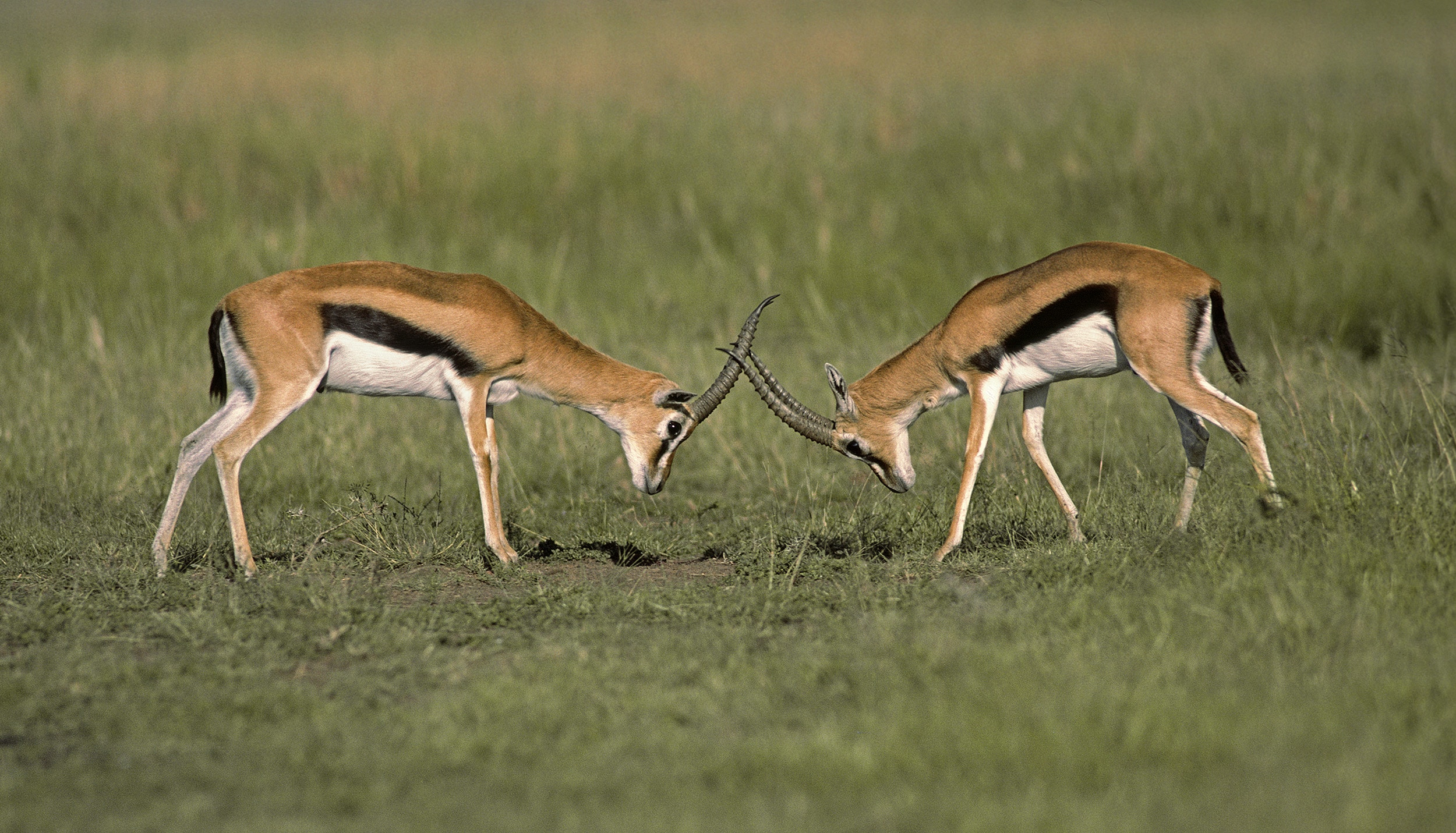 Gazelles de Thompson