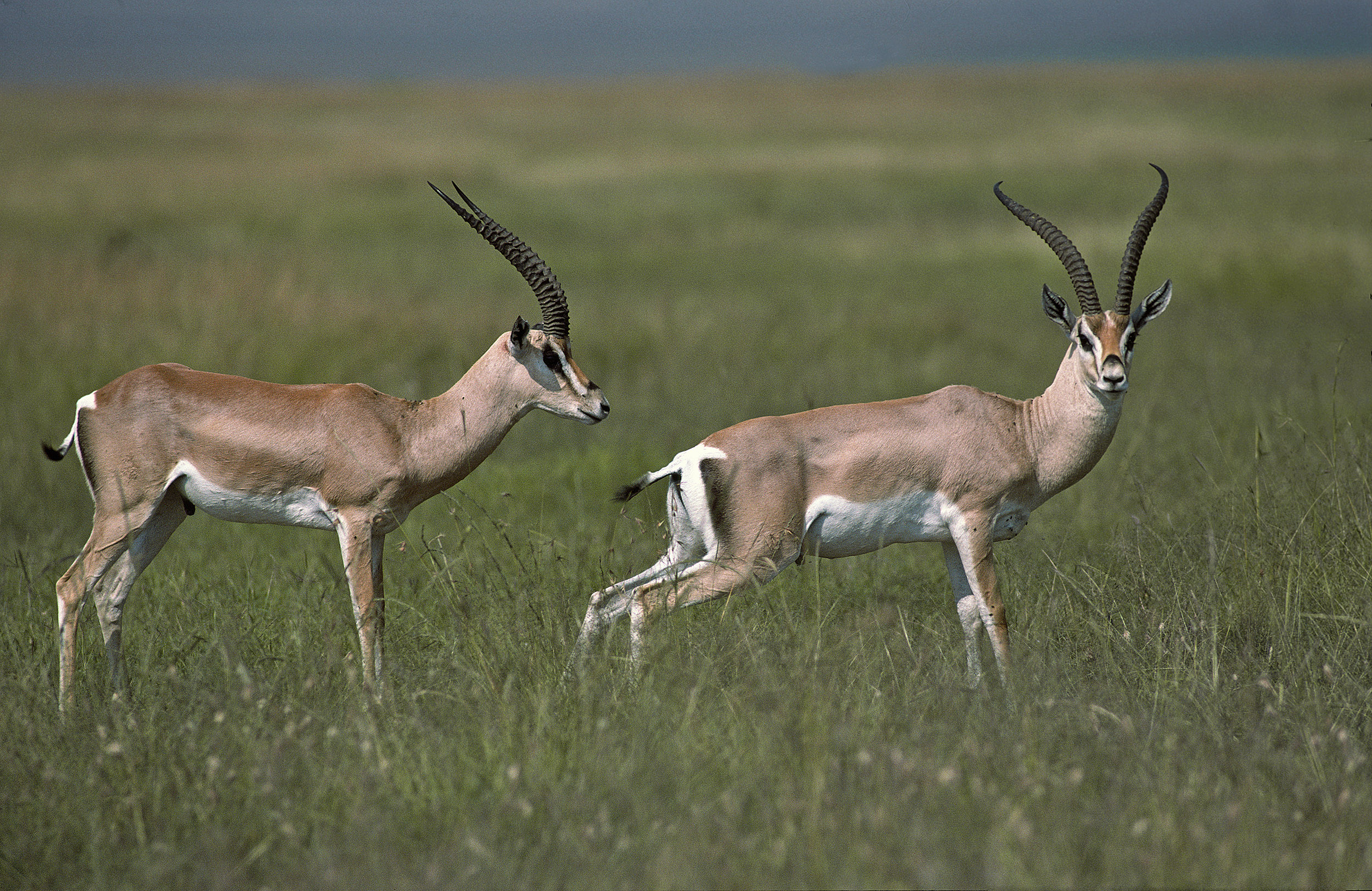 Gazelles de Grant