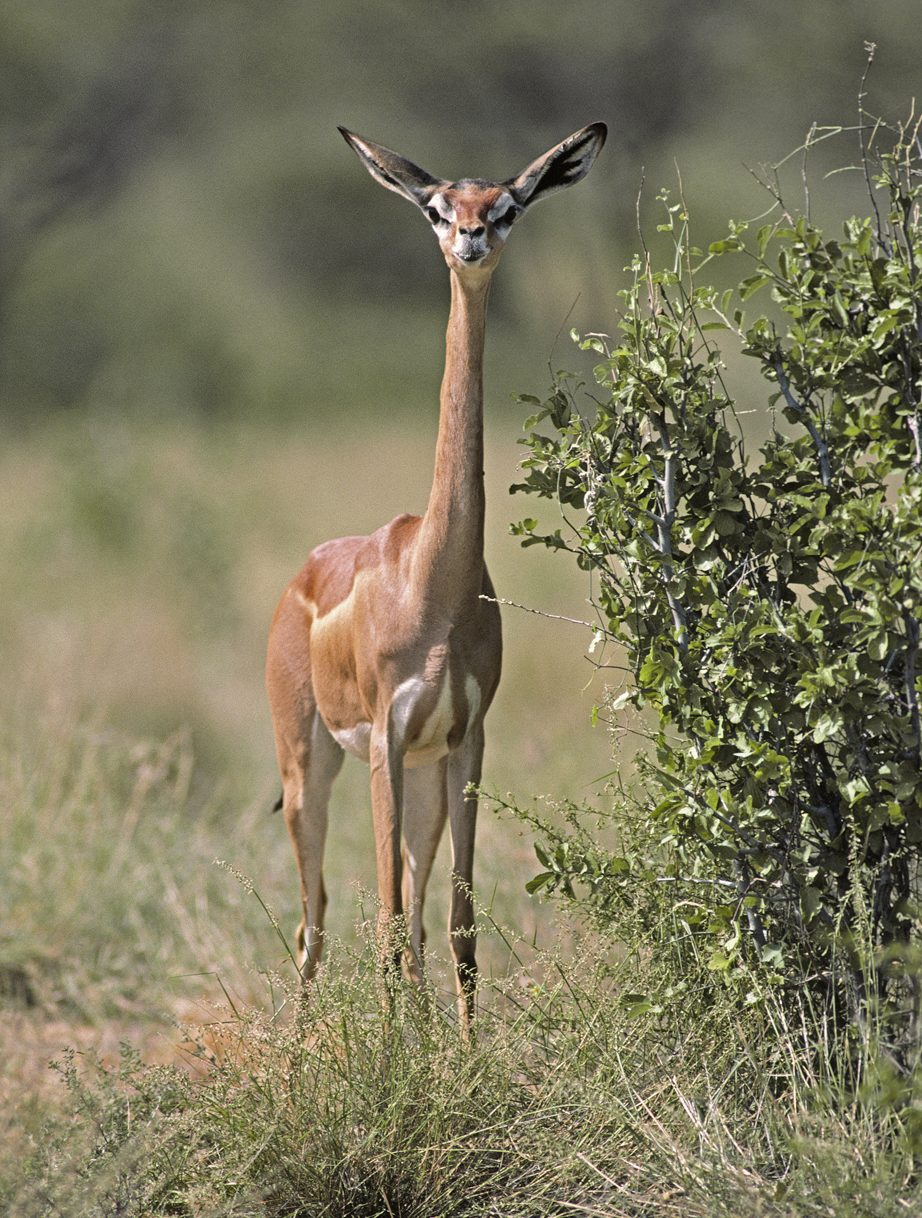 Gazelle de Waller