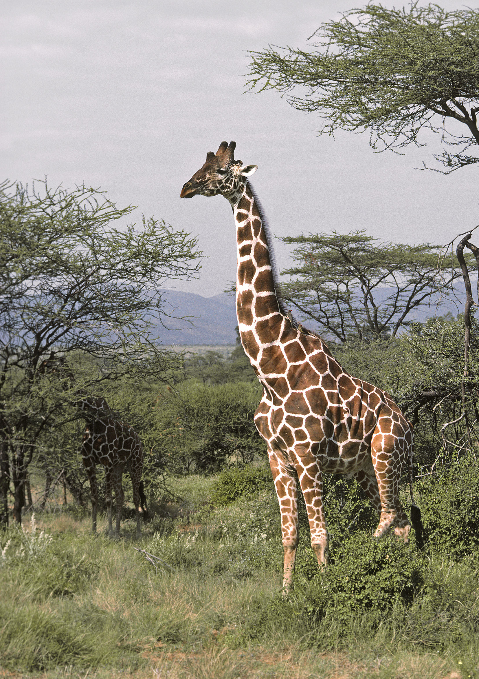 Giraffe réticulée