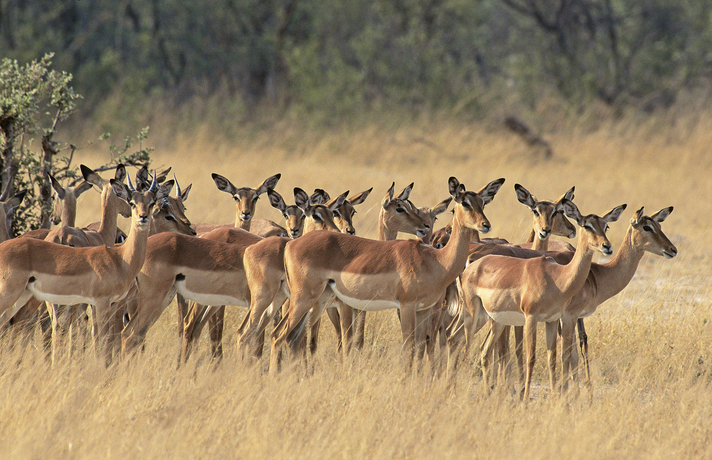 Femelles et jeunes Impalas