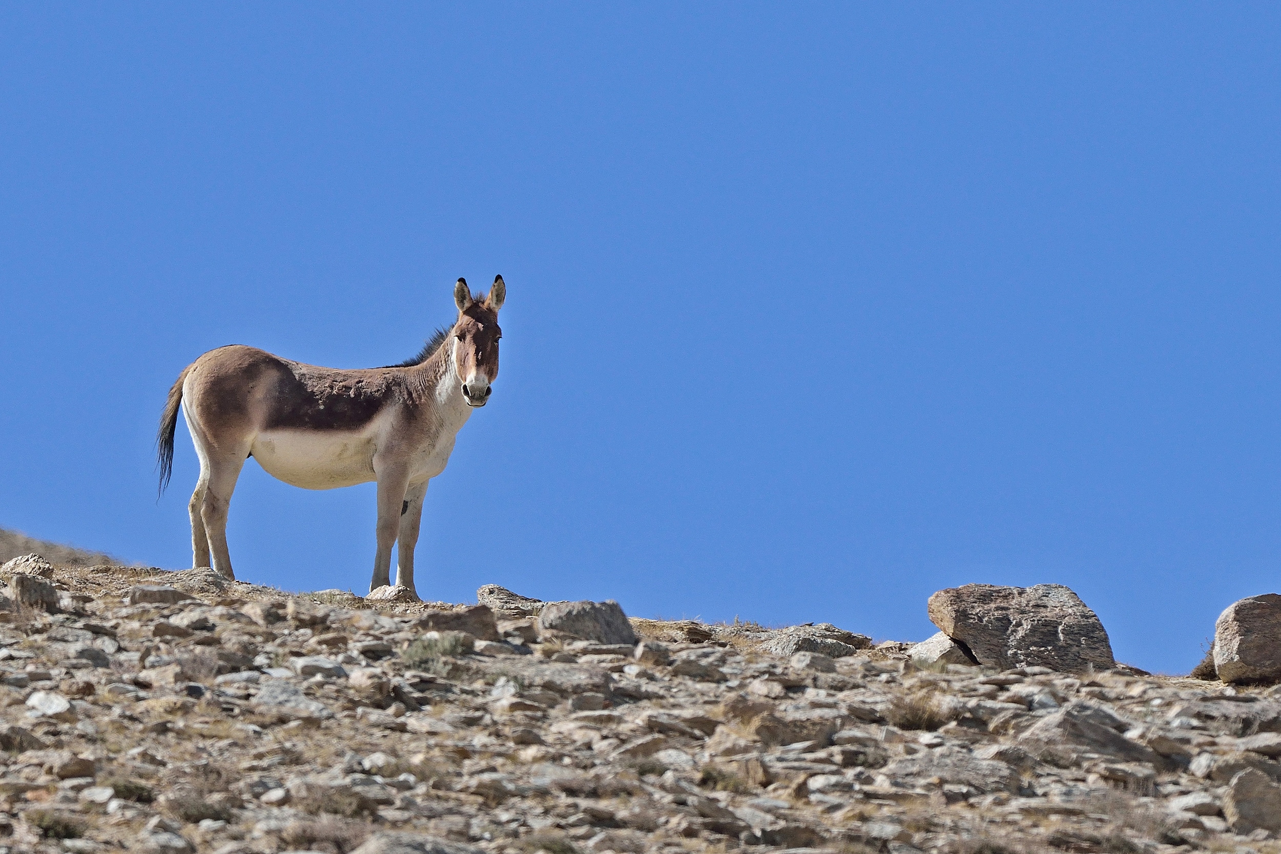 Kiang du Tibet