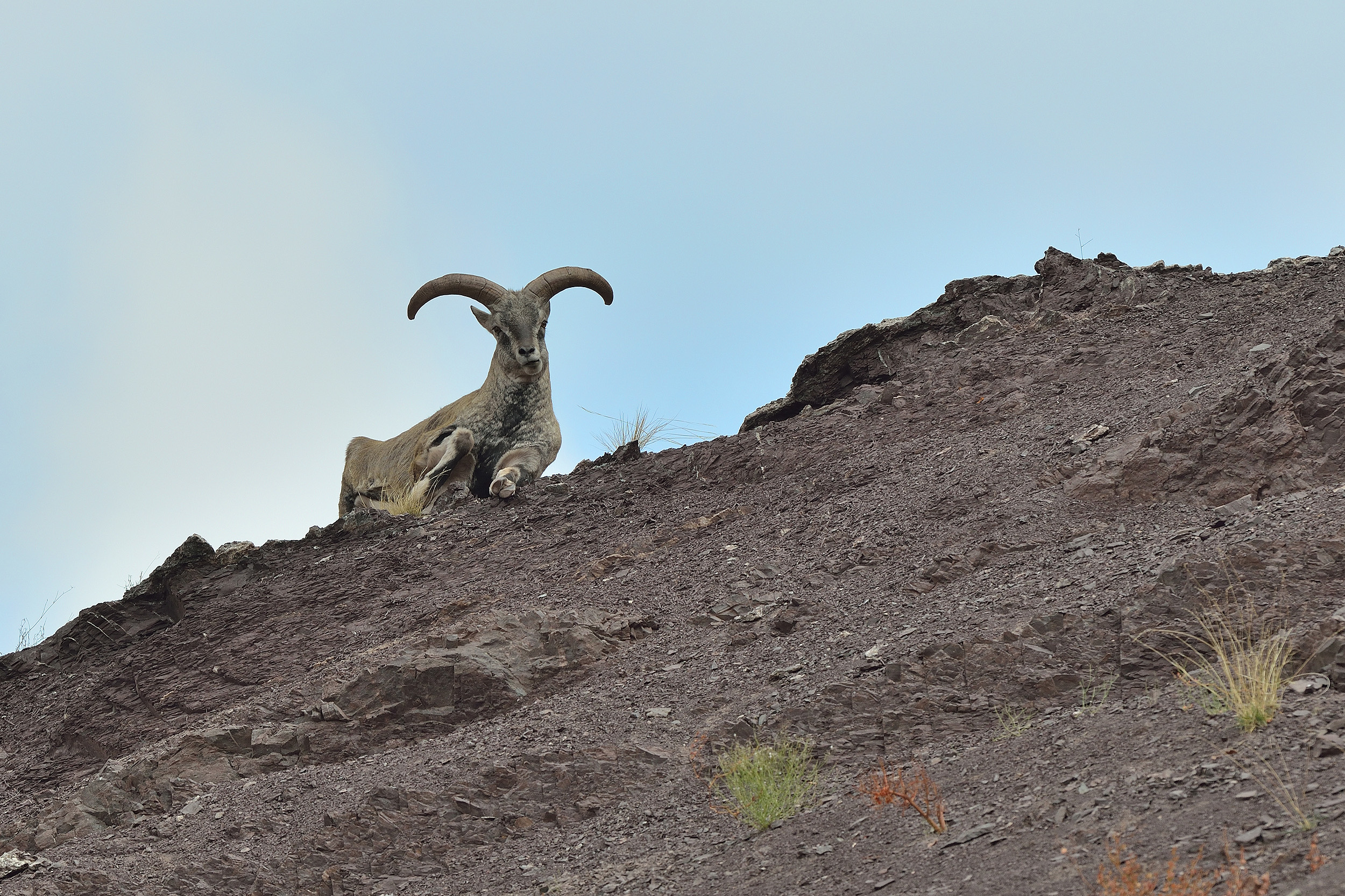 Ladakh-Bharal-5