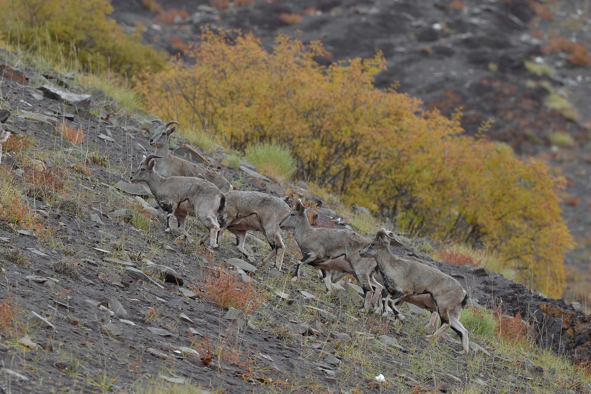 Ladakh-Bharal-7