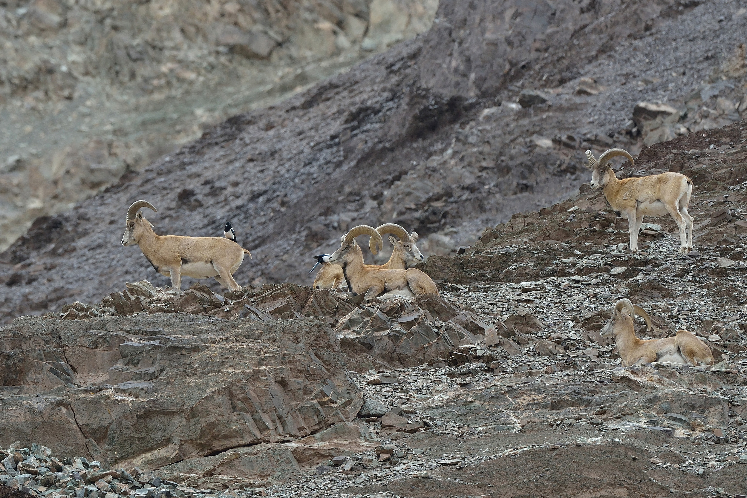 Urials du Ladakh