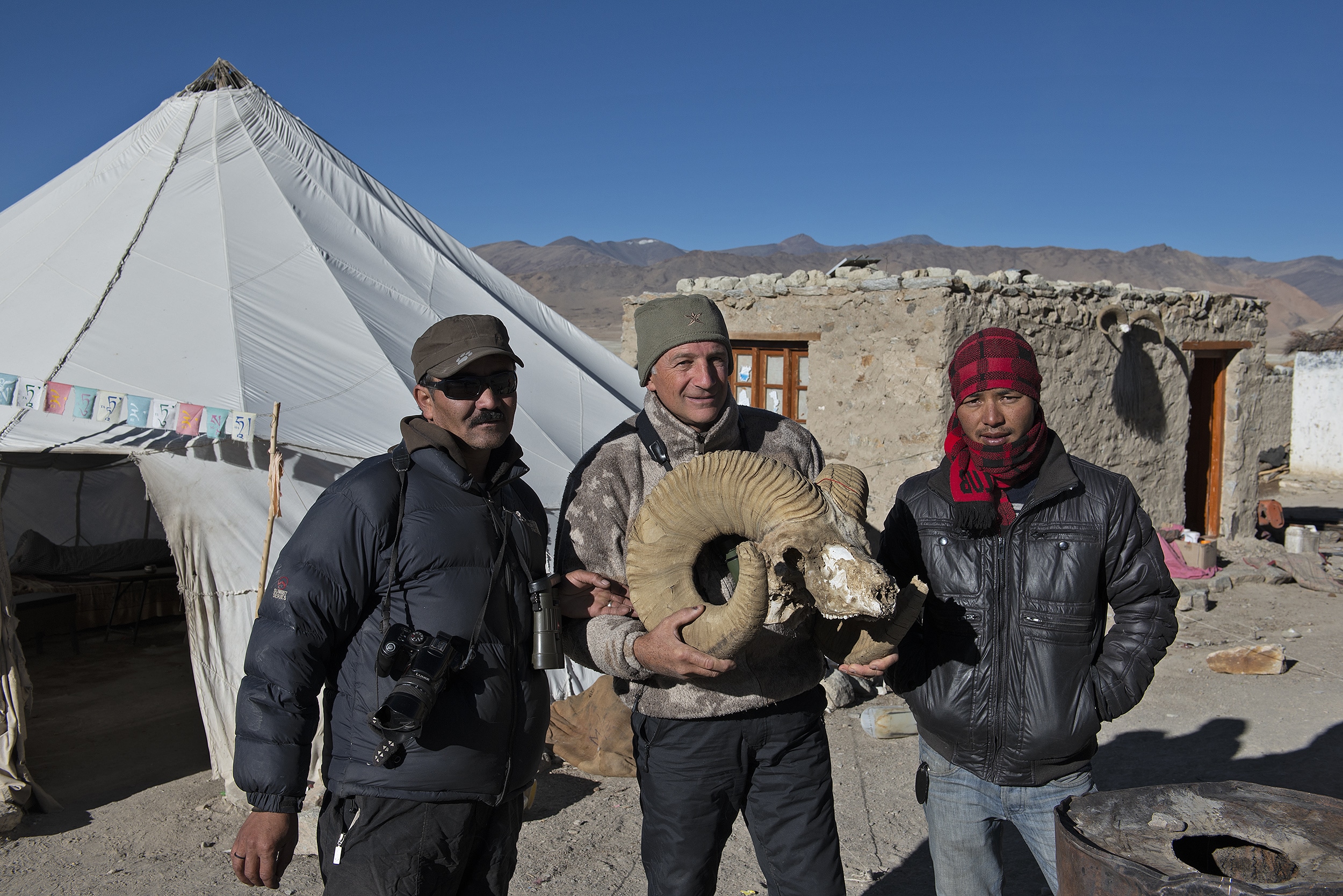 Crâne d'Argali du Tibet