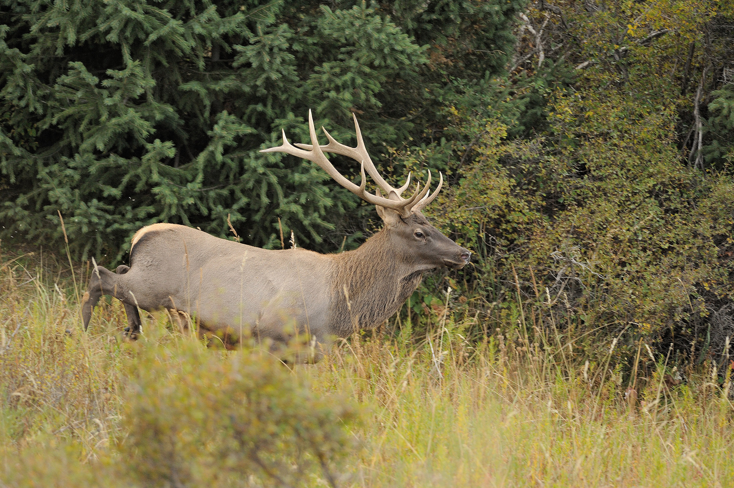 Cerf Maral