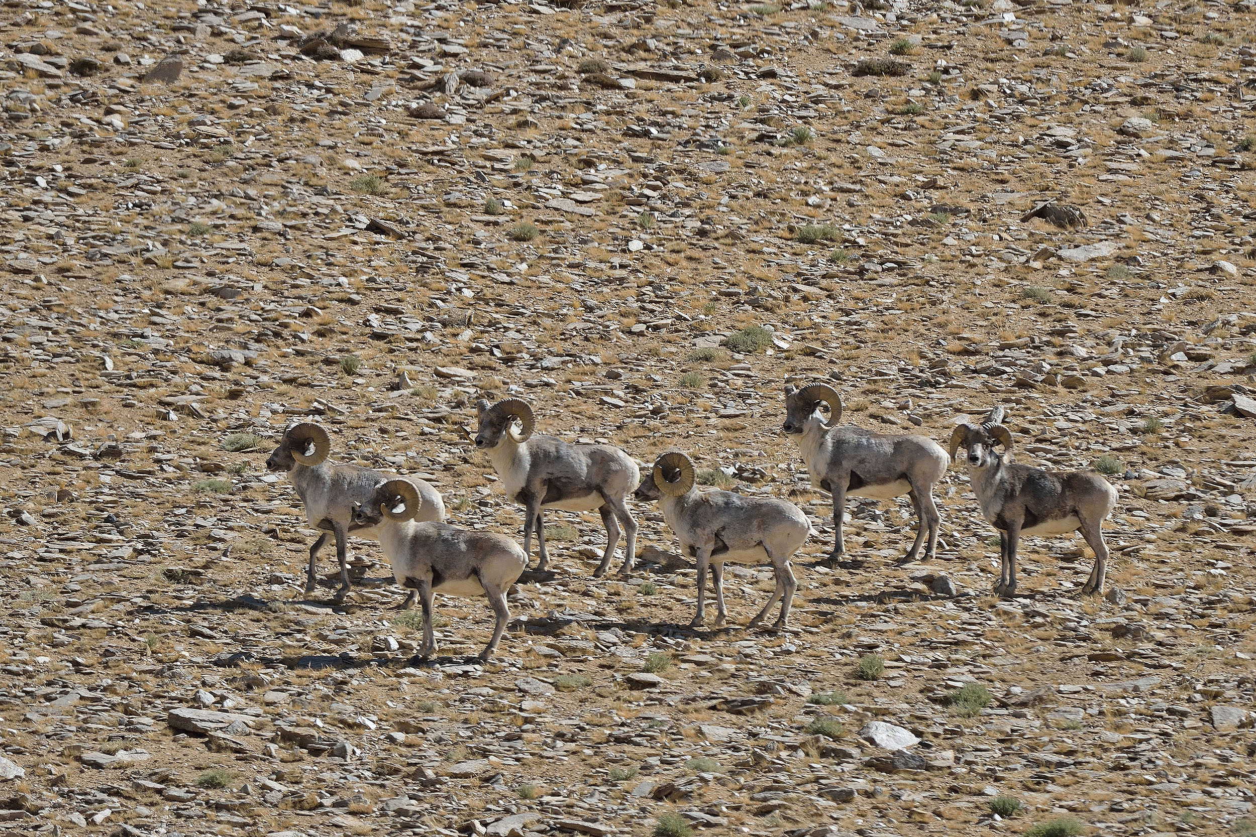 Tibetan-Argali