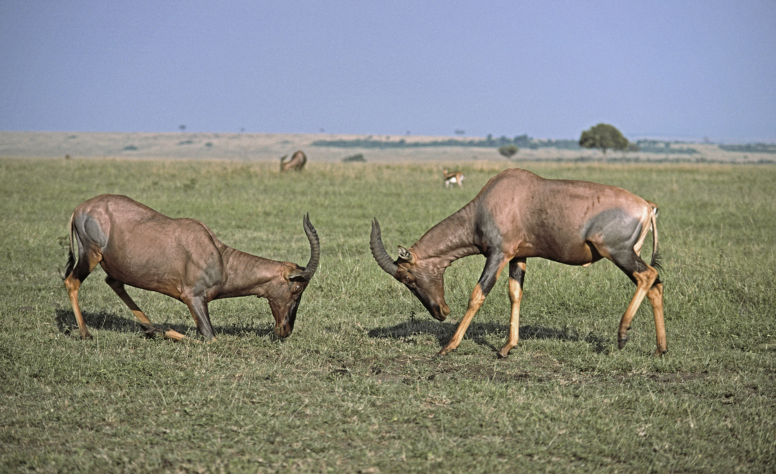 Damalisques