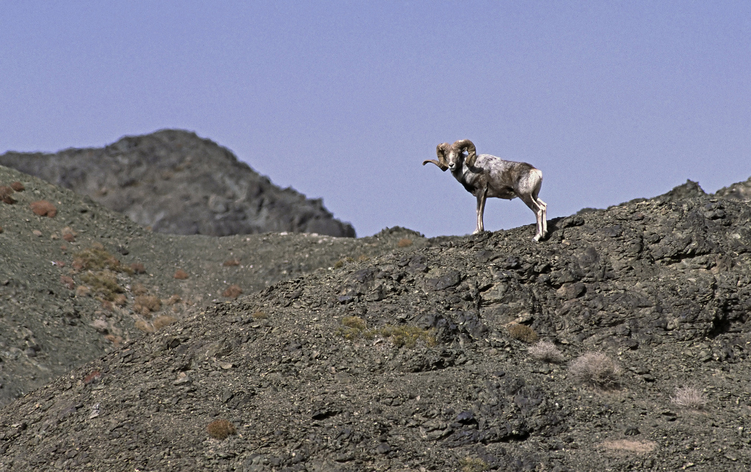 Argali du Gobi 