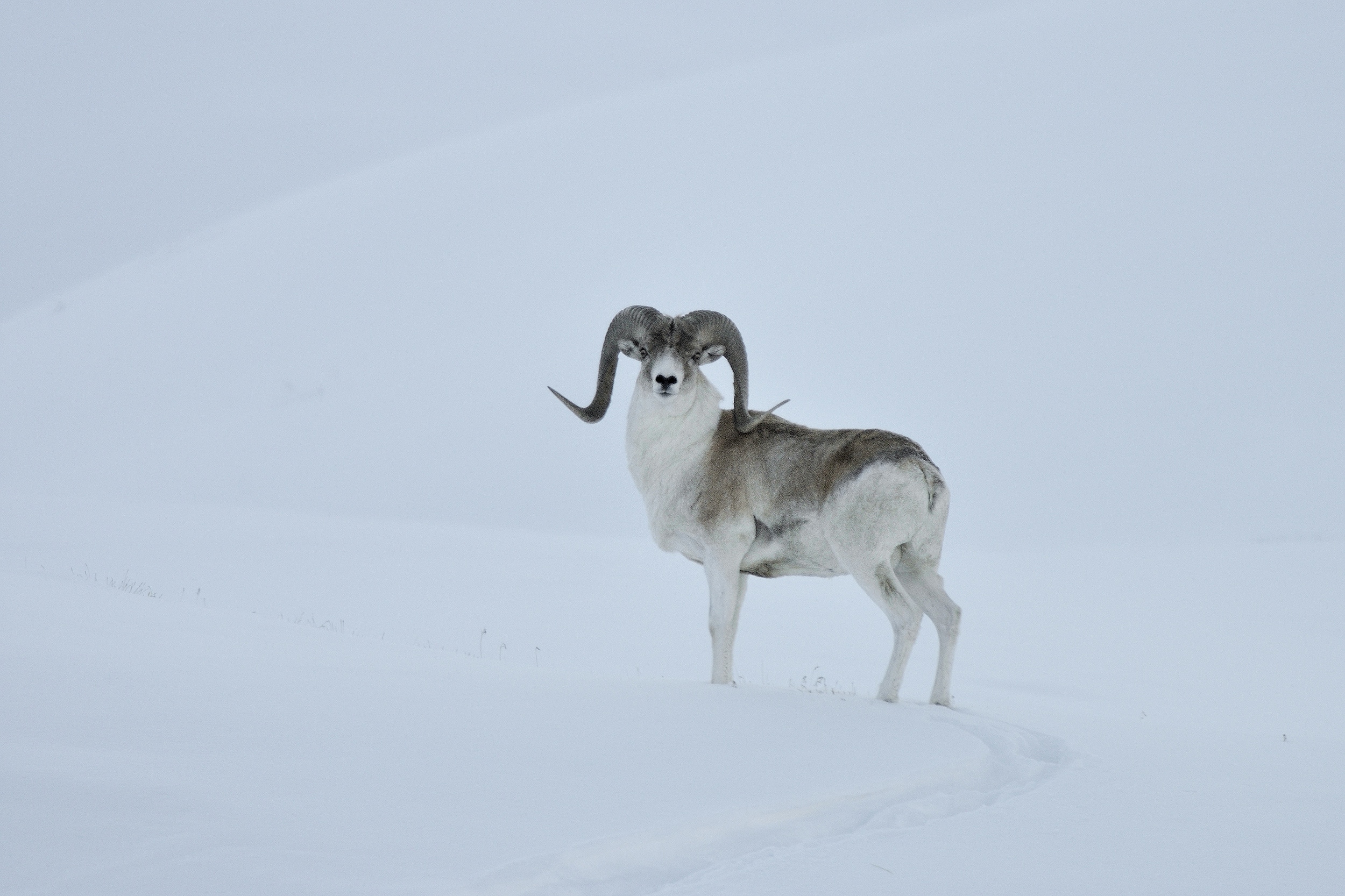 Argali du Tien Shan