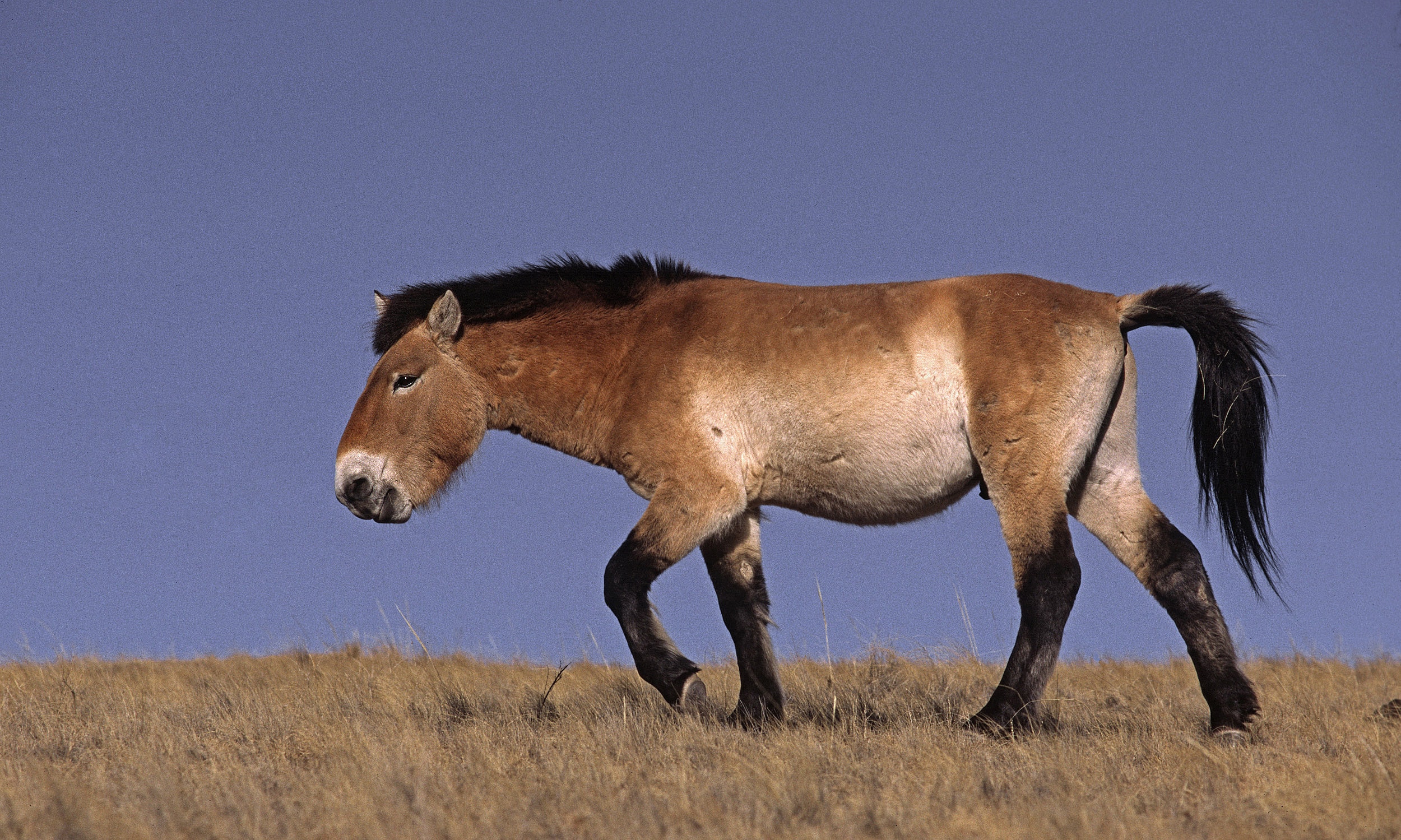 Cheval de Przewalski