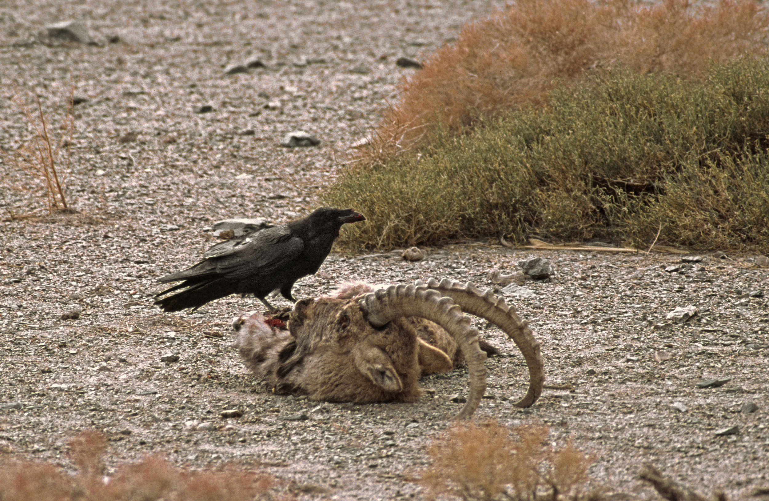 Corbeau sur carcasse de Bouquetin de Sibérie