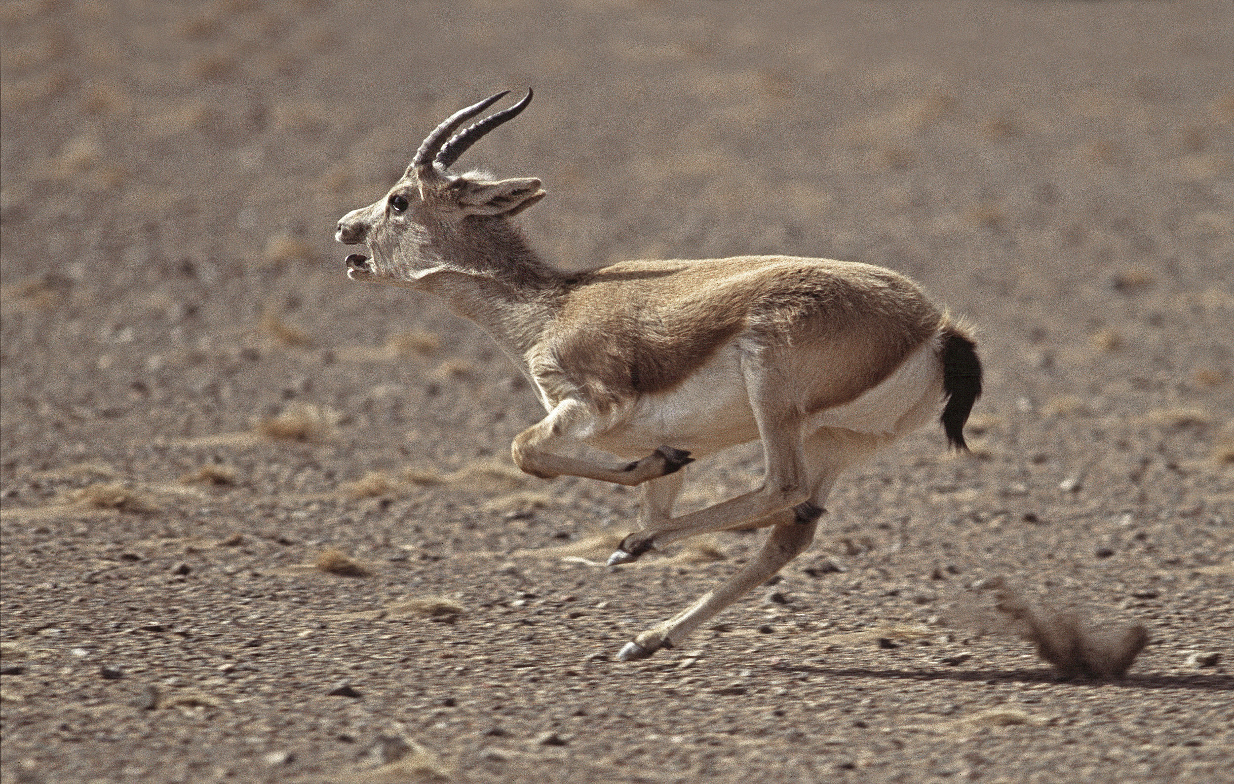 Gazelle à goitre