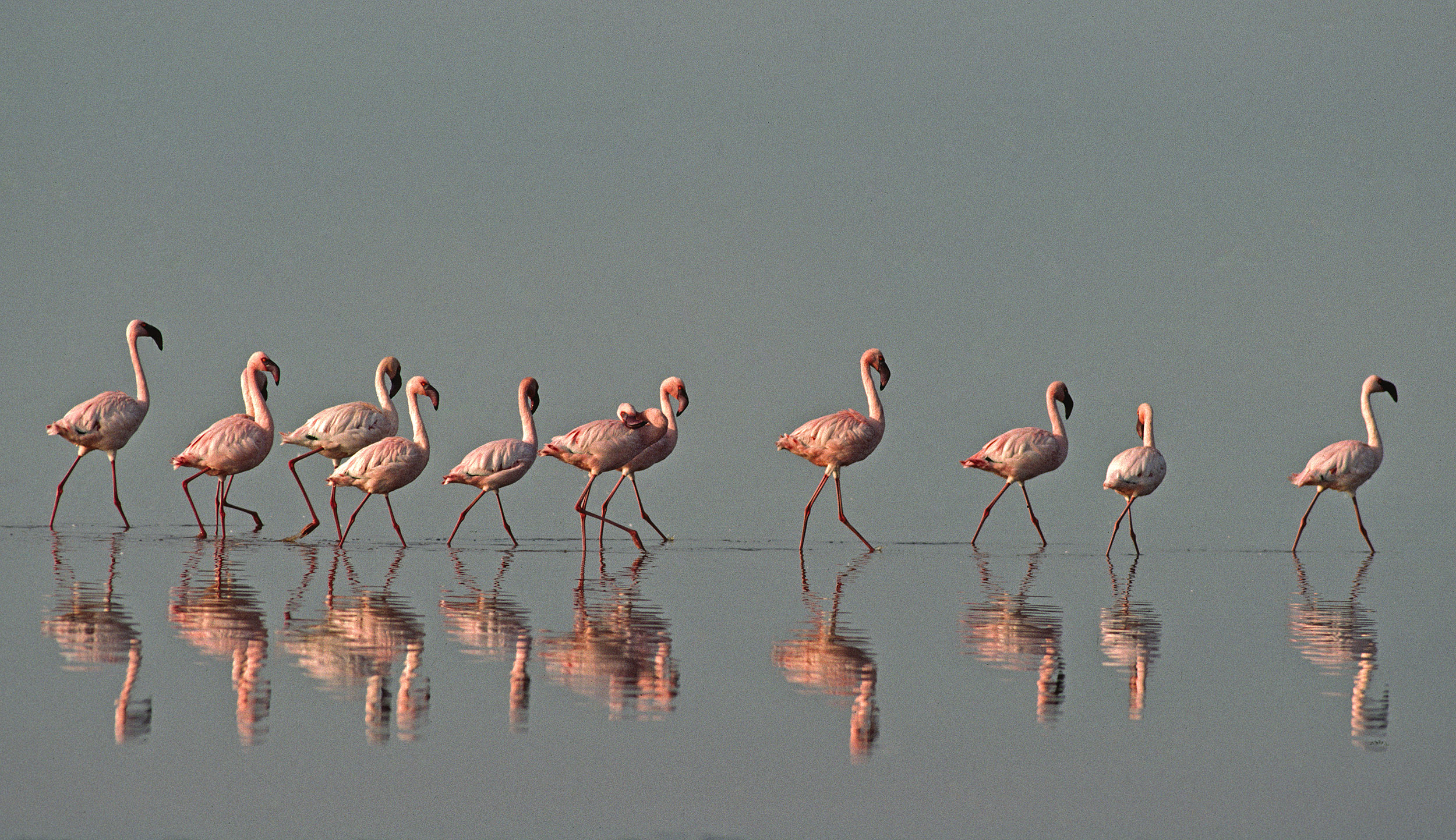  Flamants roses