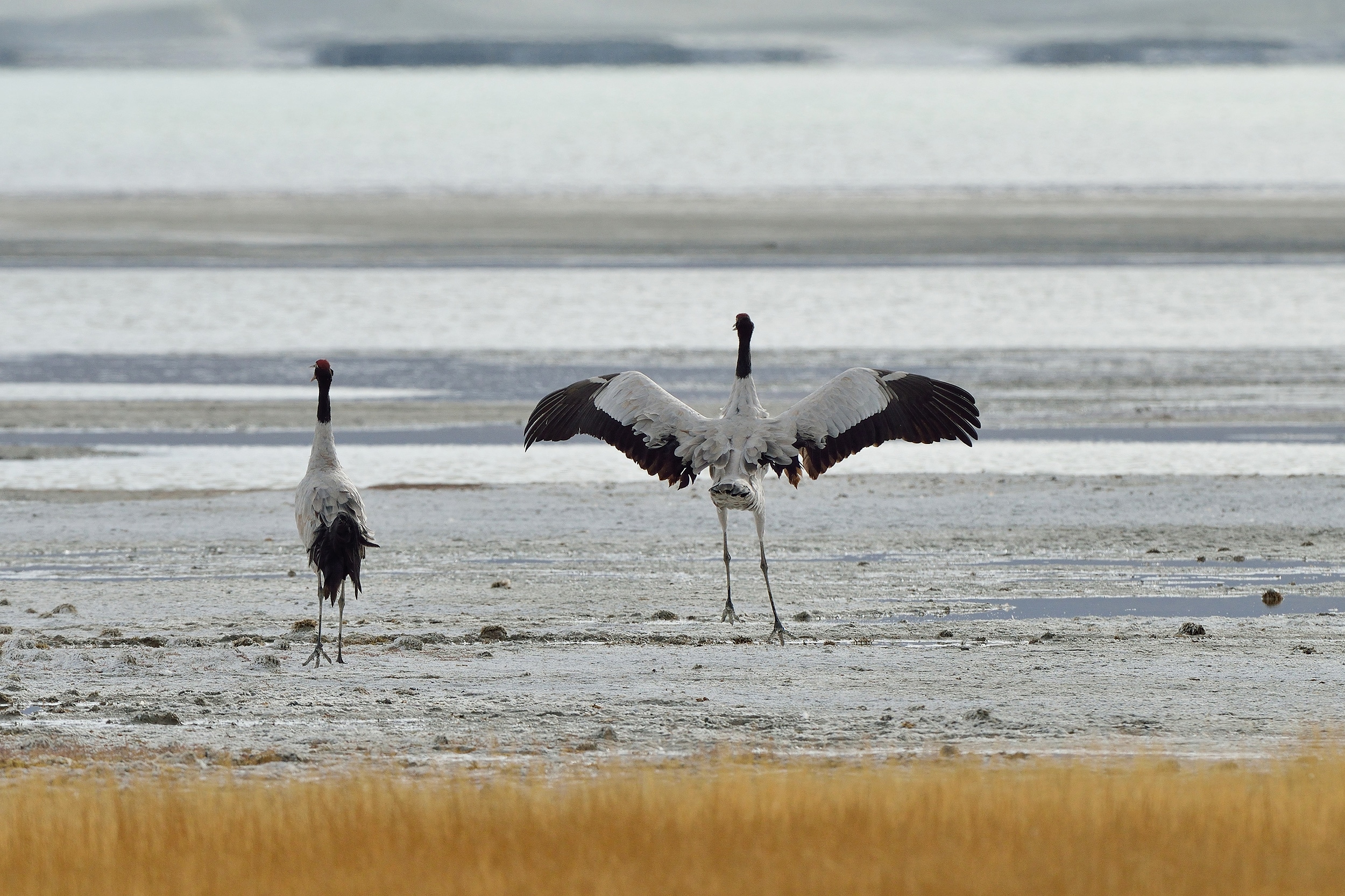 Grues à tête noire