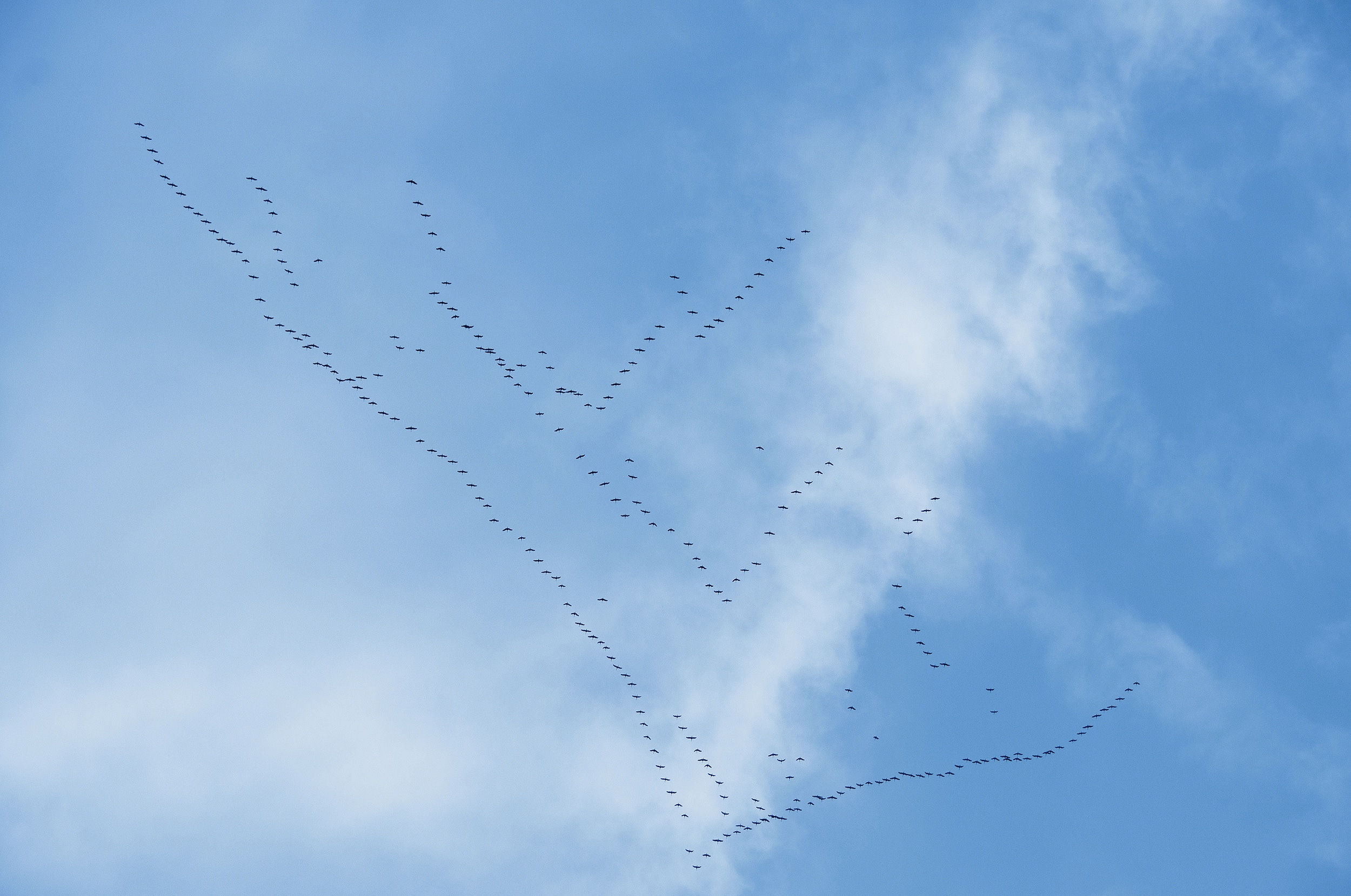 Grues en migration