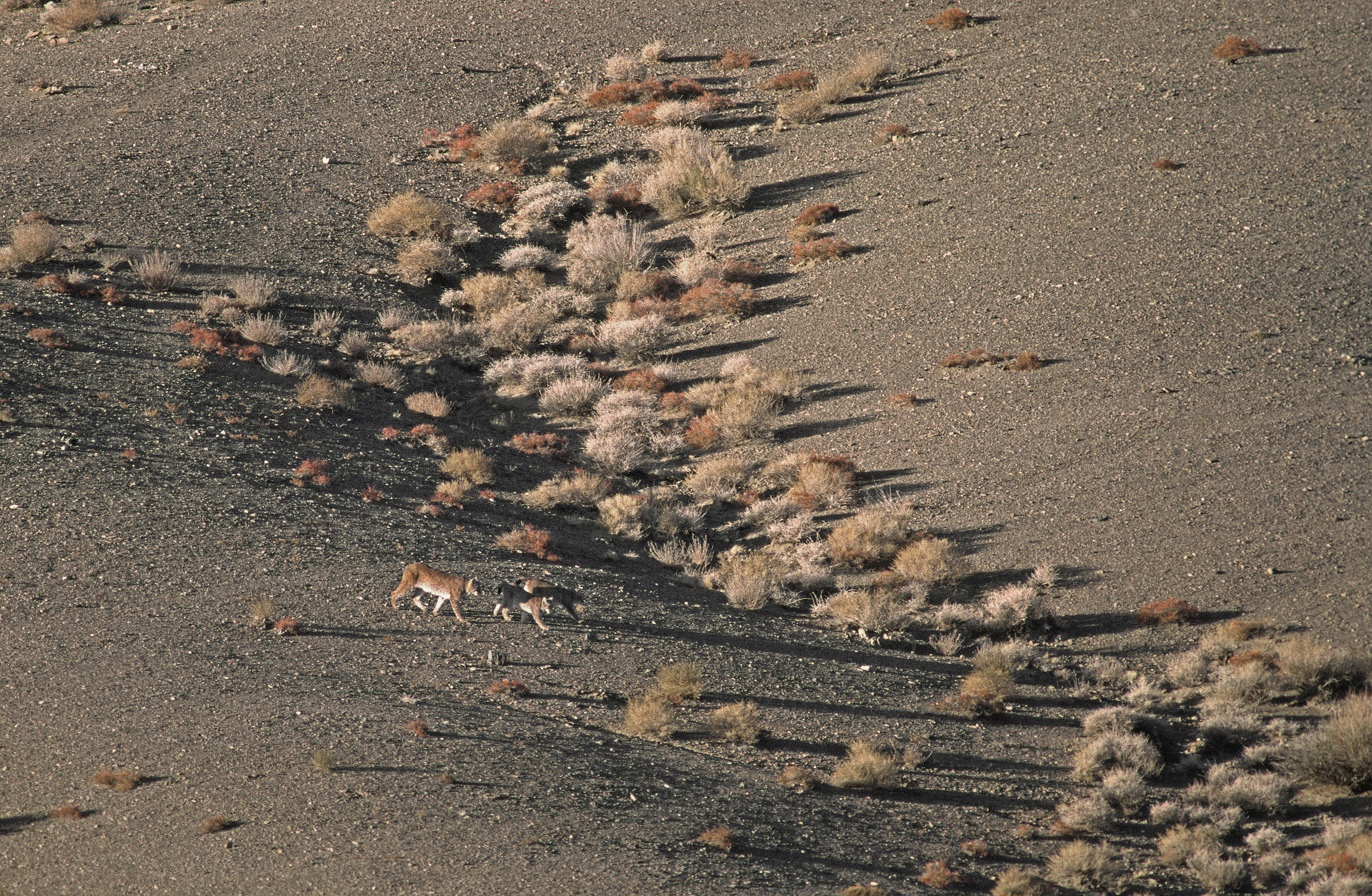 lynx-boreal-du-gobi