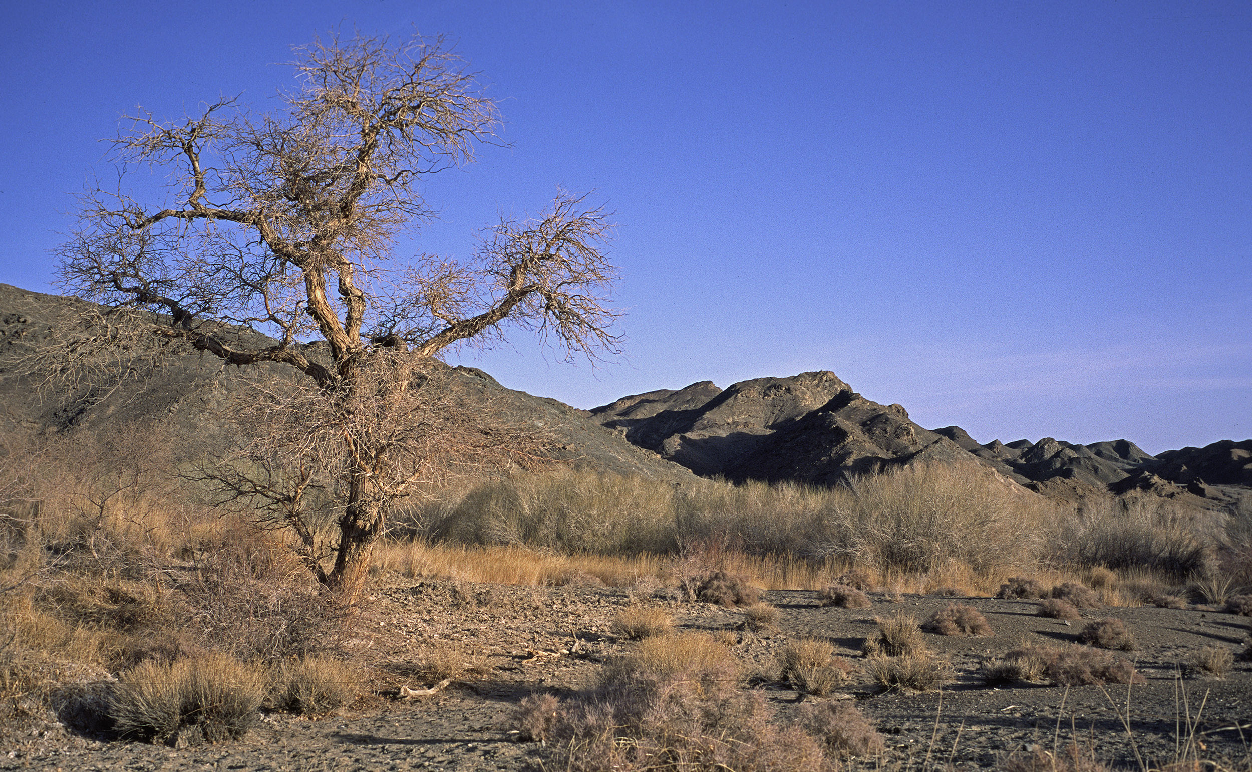 L'une des rares oasis du Parc National du Gobi