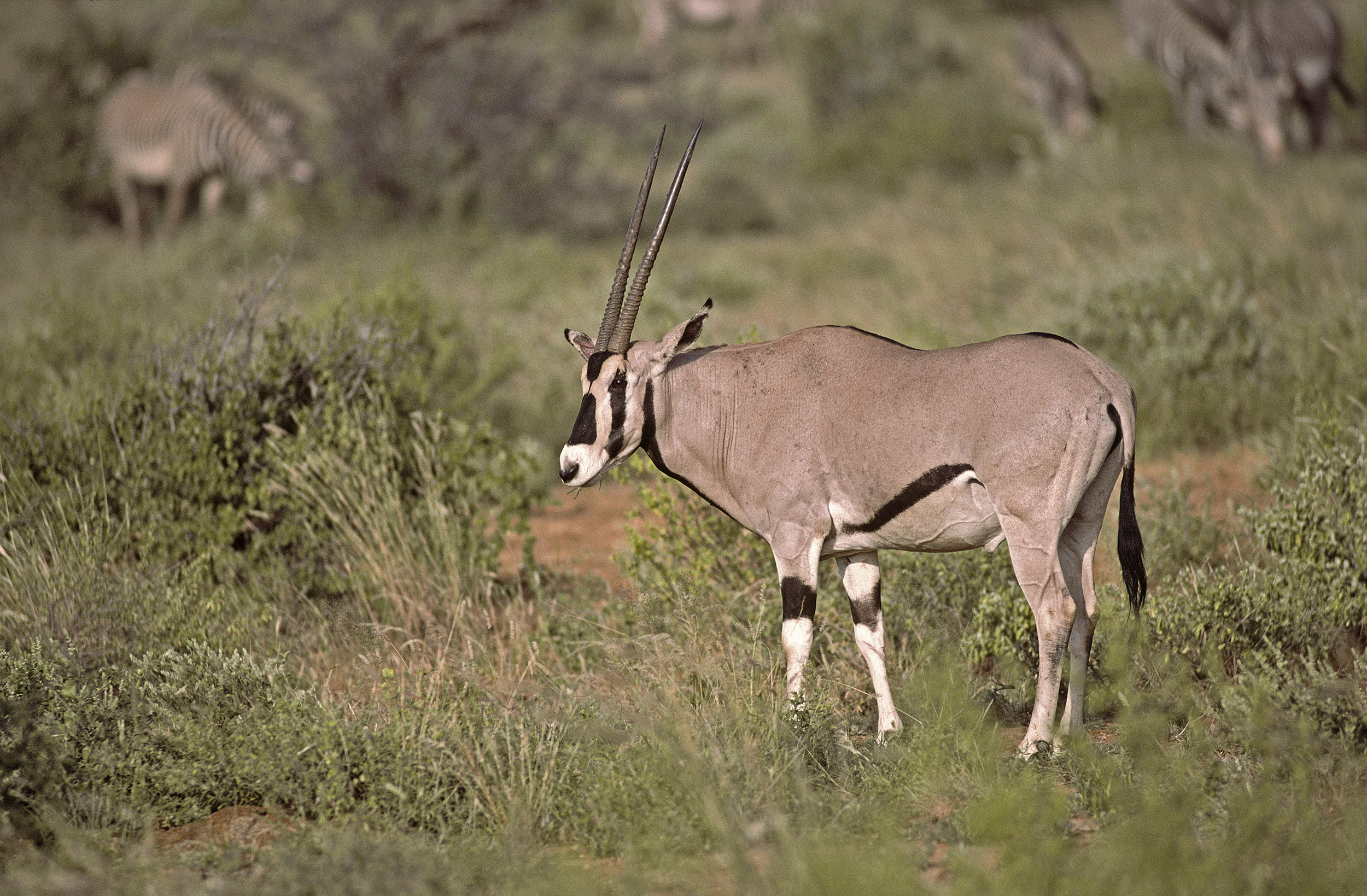 Oryx gazelle