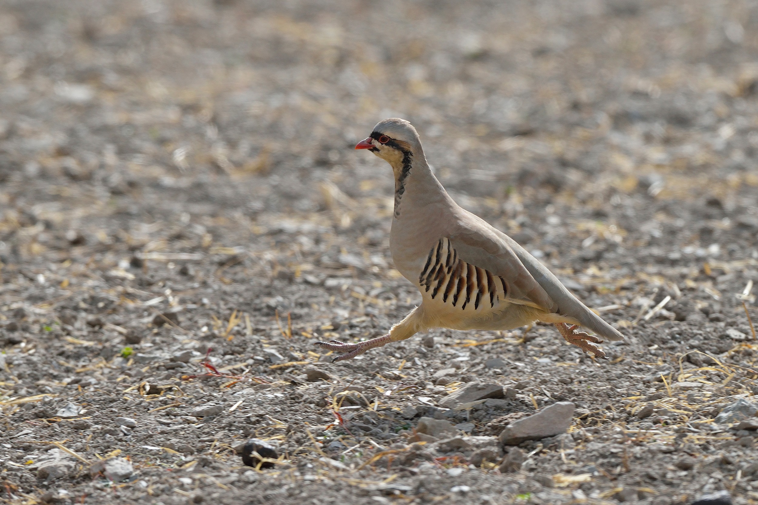 Perdrix Chukar