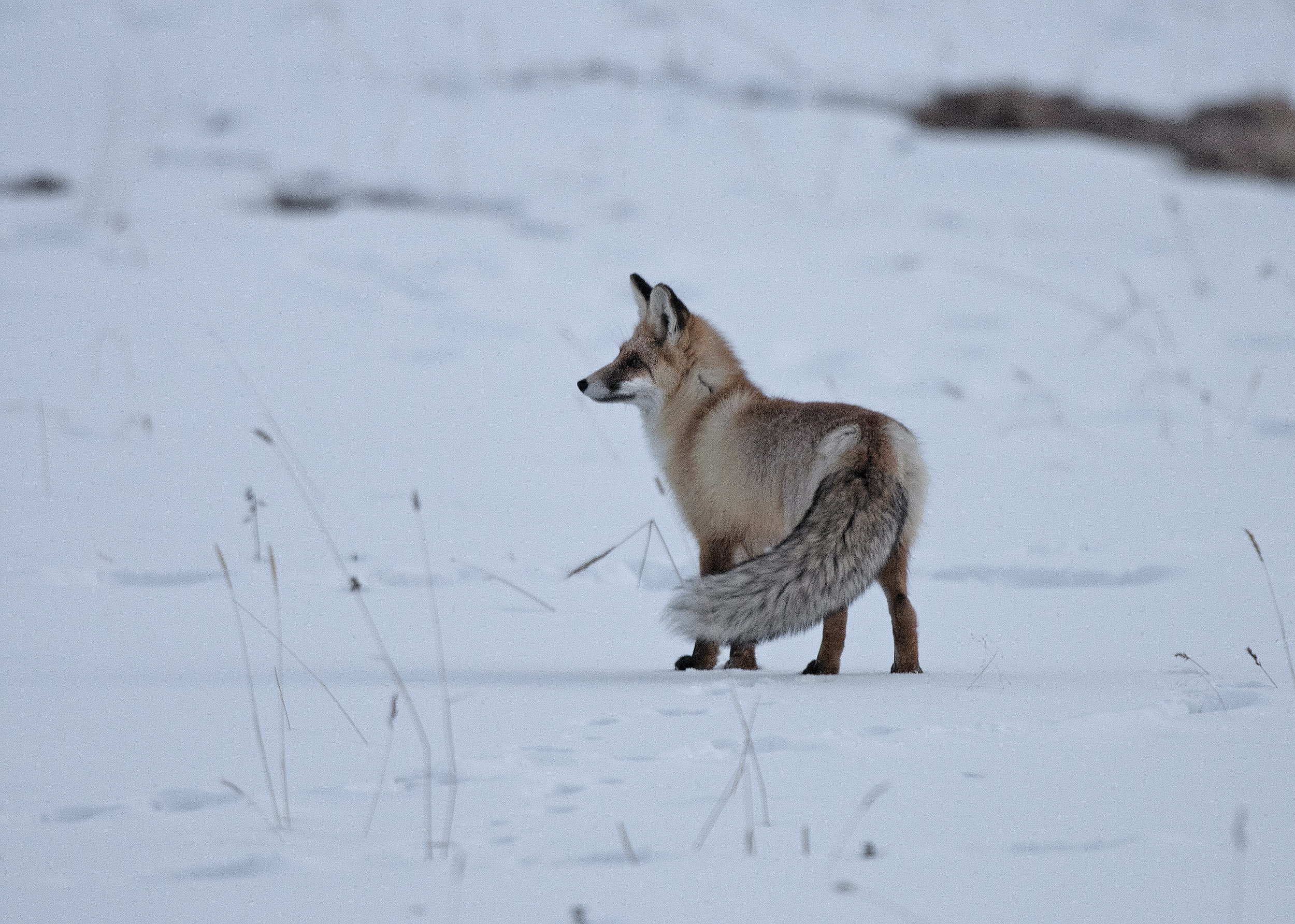 Renard à 4000m d'altitude.