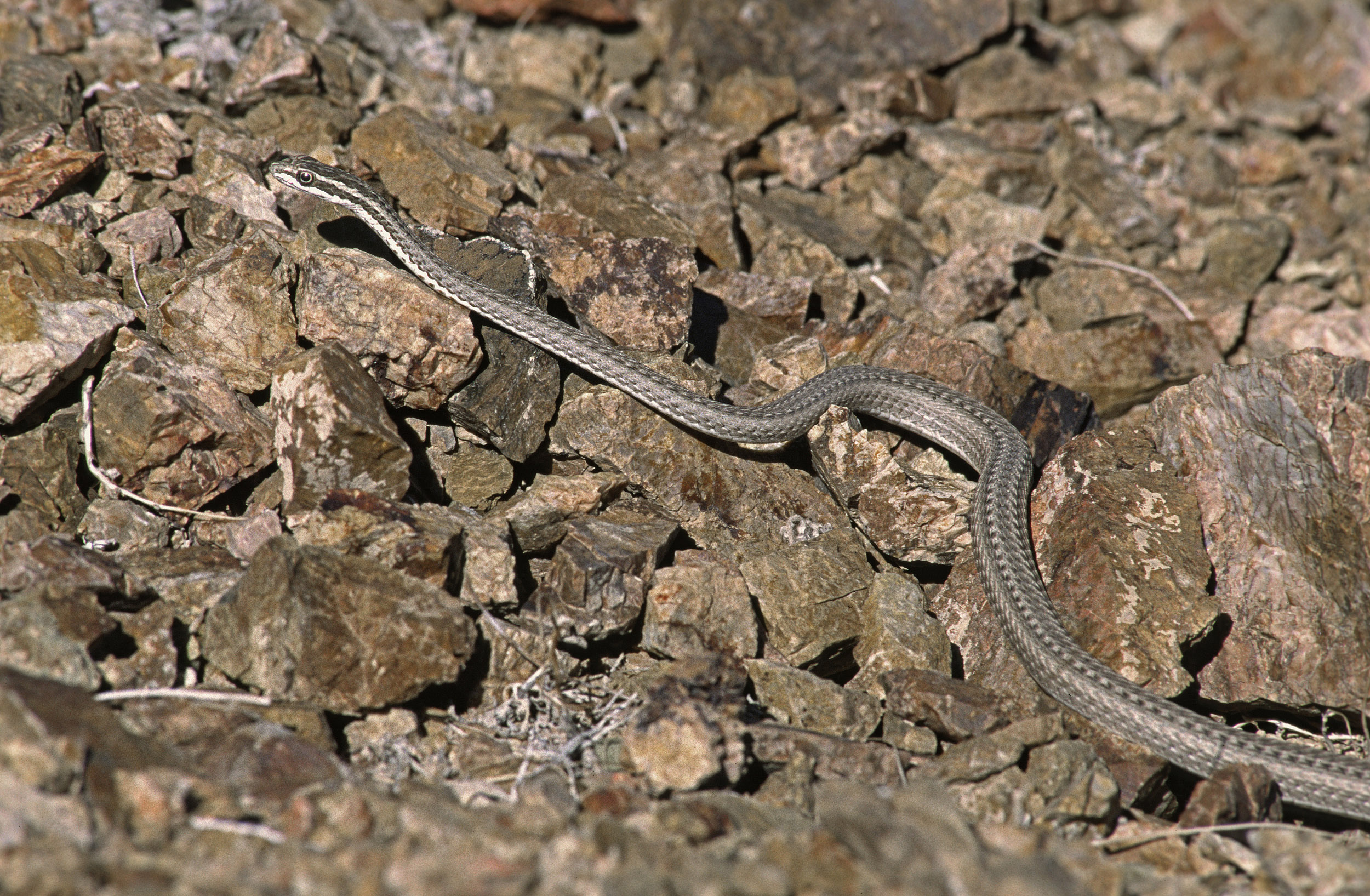 Serpent des sables