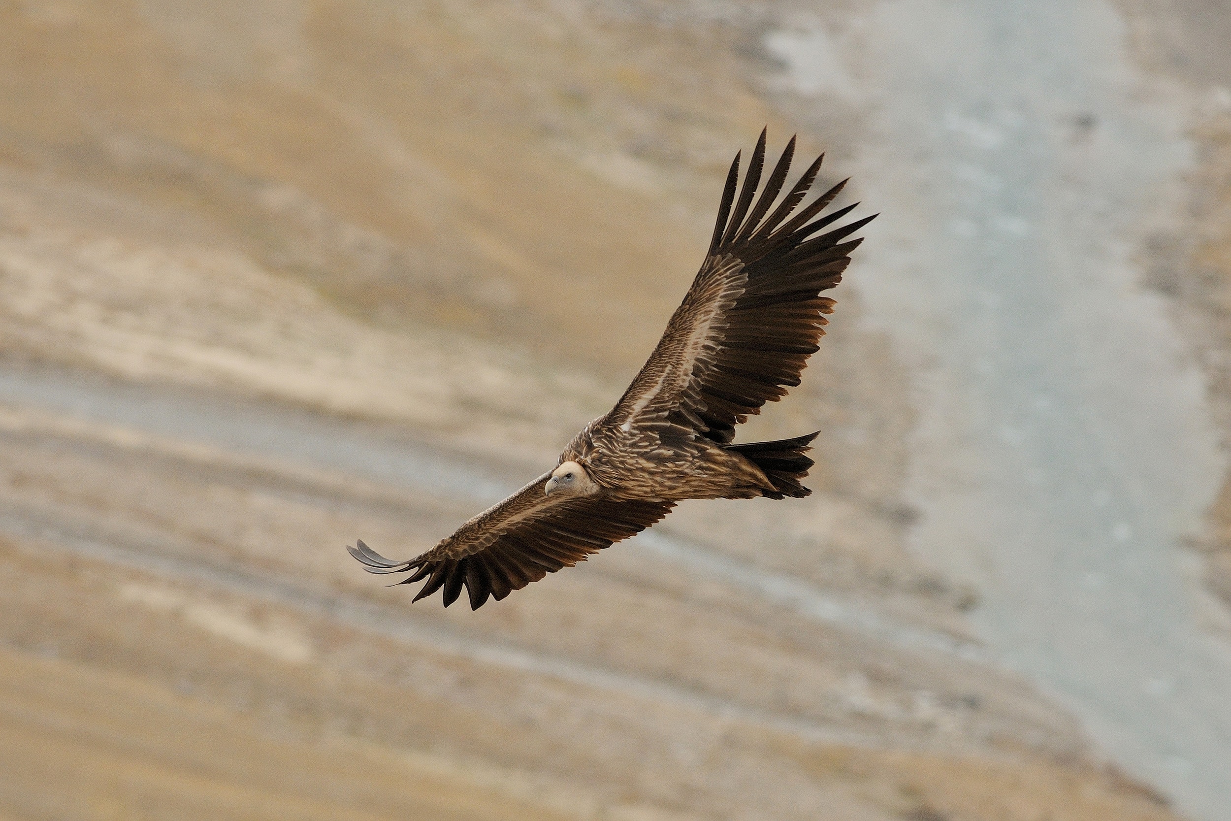 Vautour de l'Himalaya