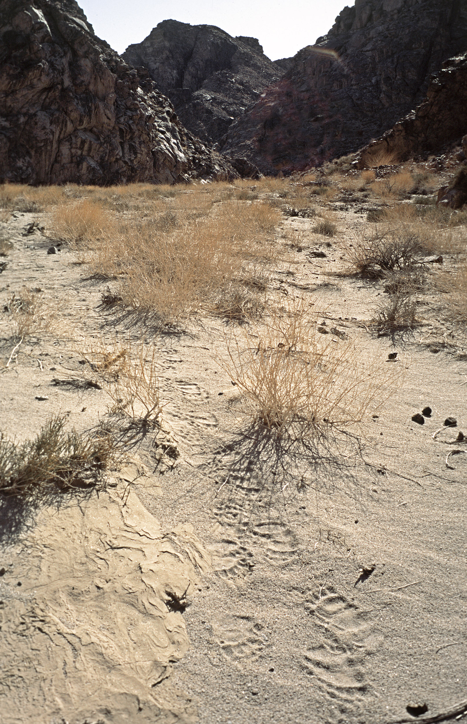 Gobi Bear Tracks, Gobi National Park, Mongolia