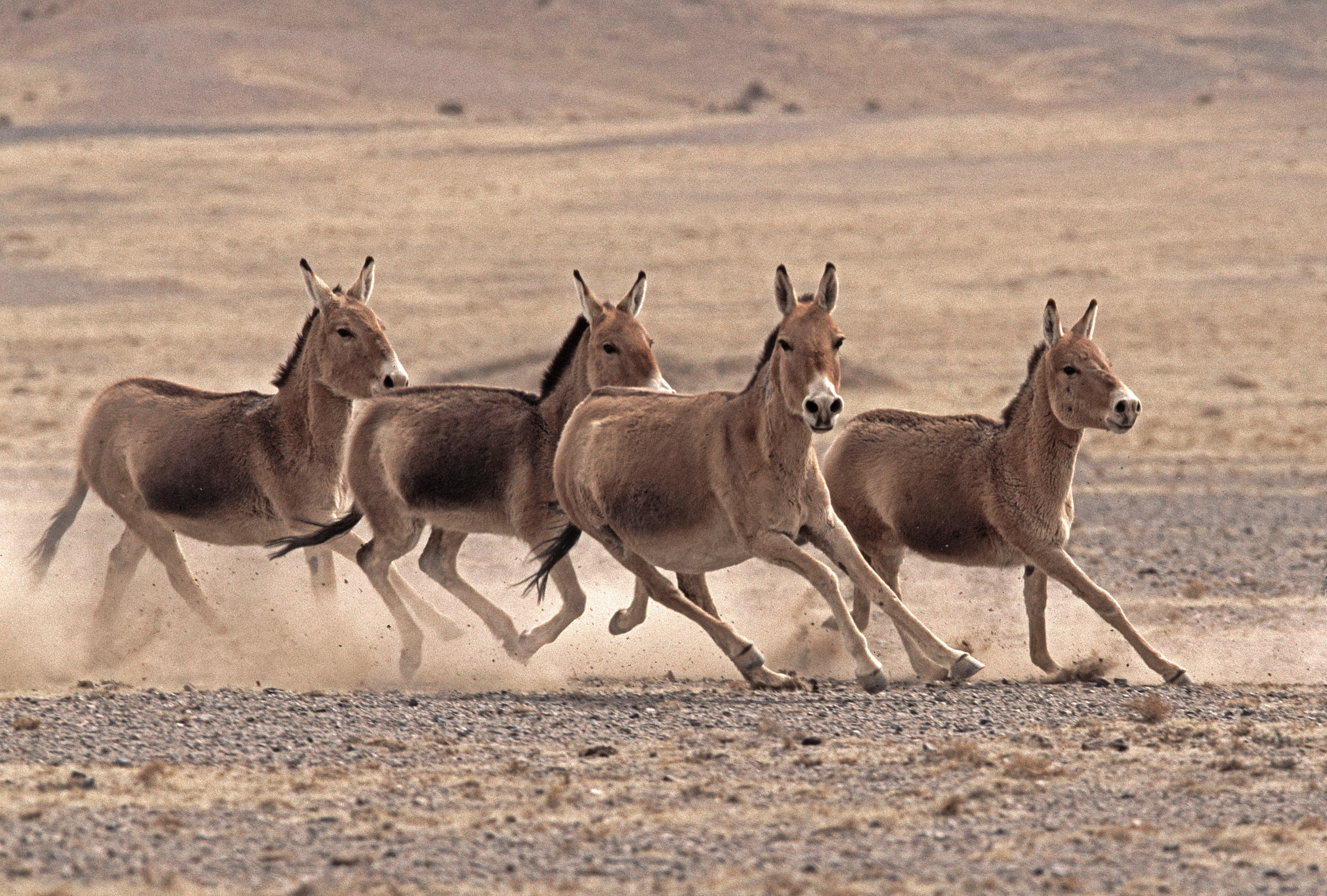 Asiatic Wild Ass running, Gobi Desert, Mongolia