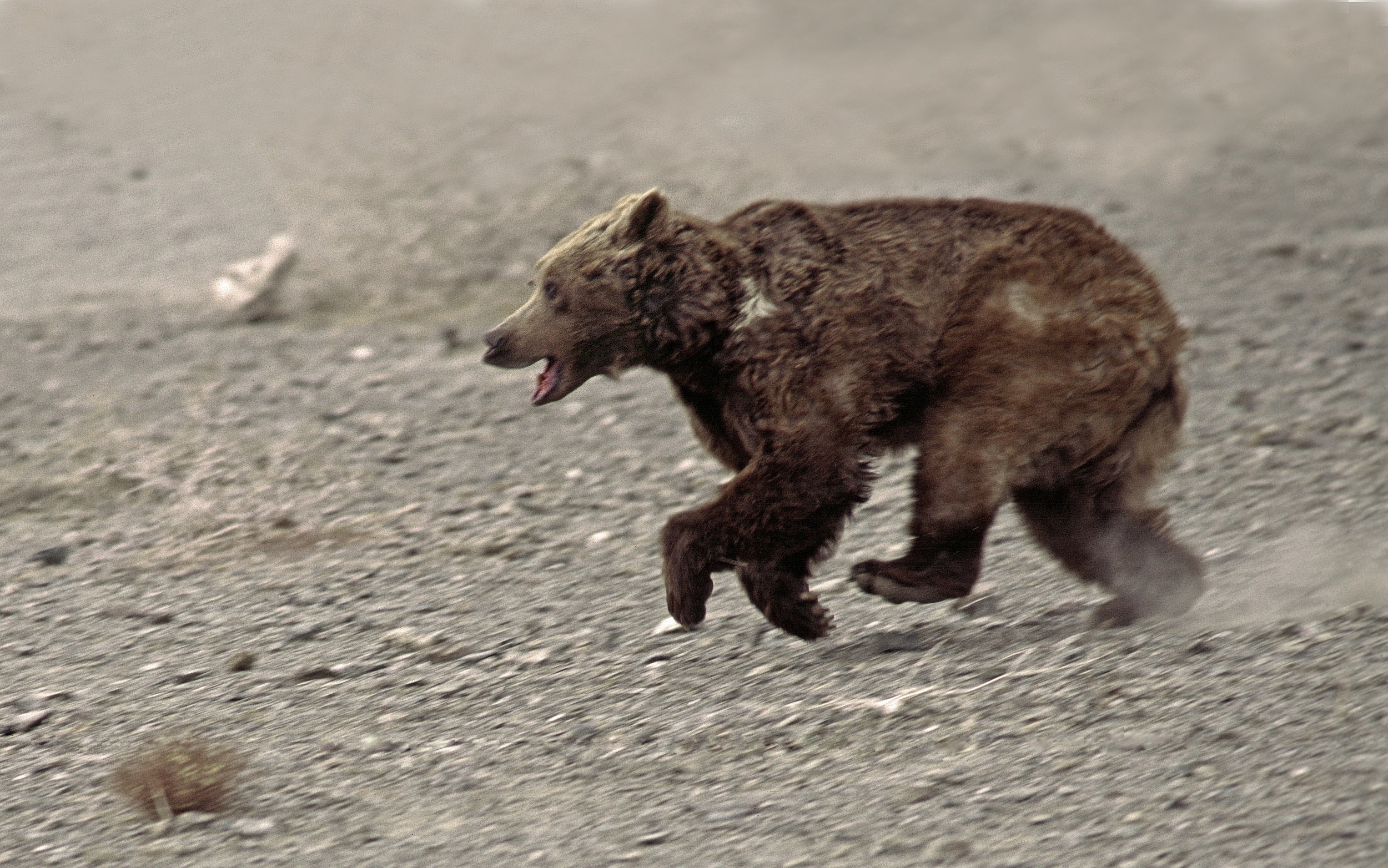 Gobi Bear running, Gobi National Park, Mongolia Eric Dragesco