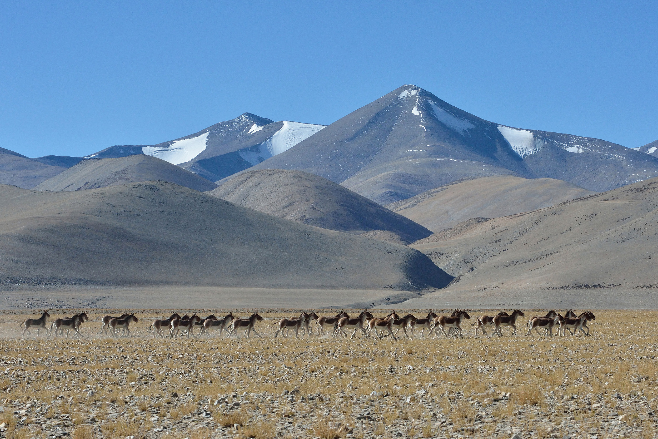 Kiangs du Tibet sur le plateau de Tso Kar, 4600m.